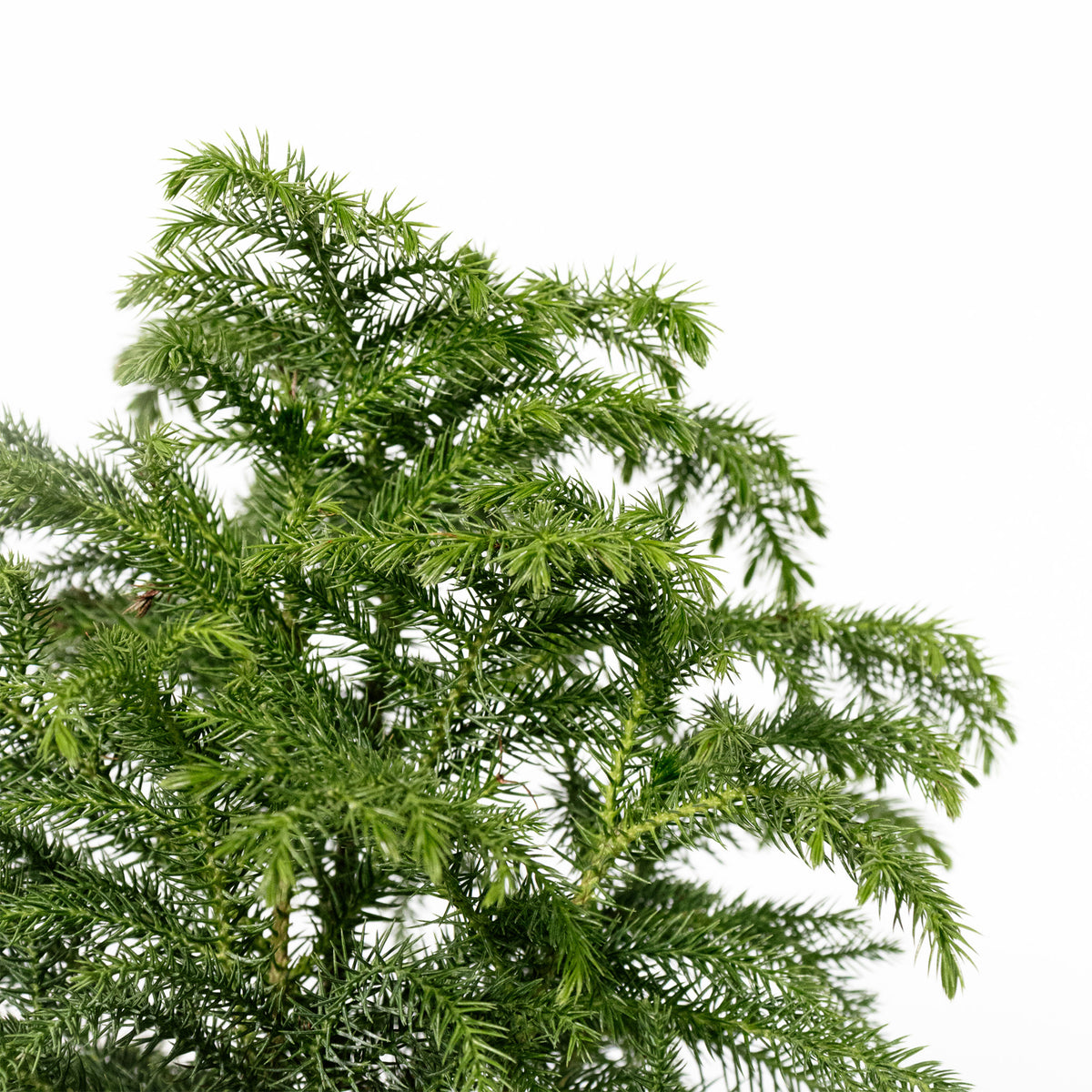 Norfolk Pine
