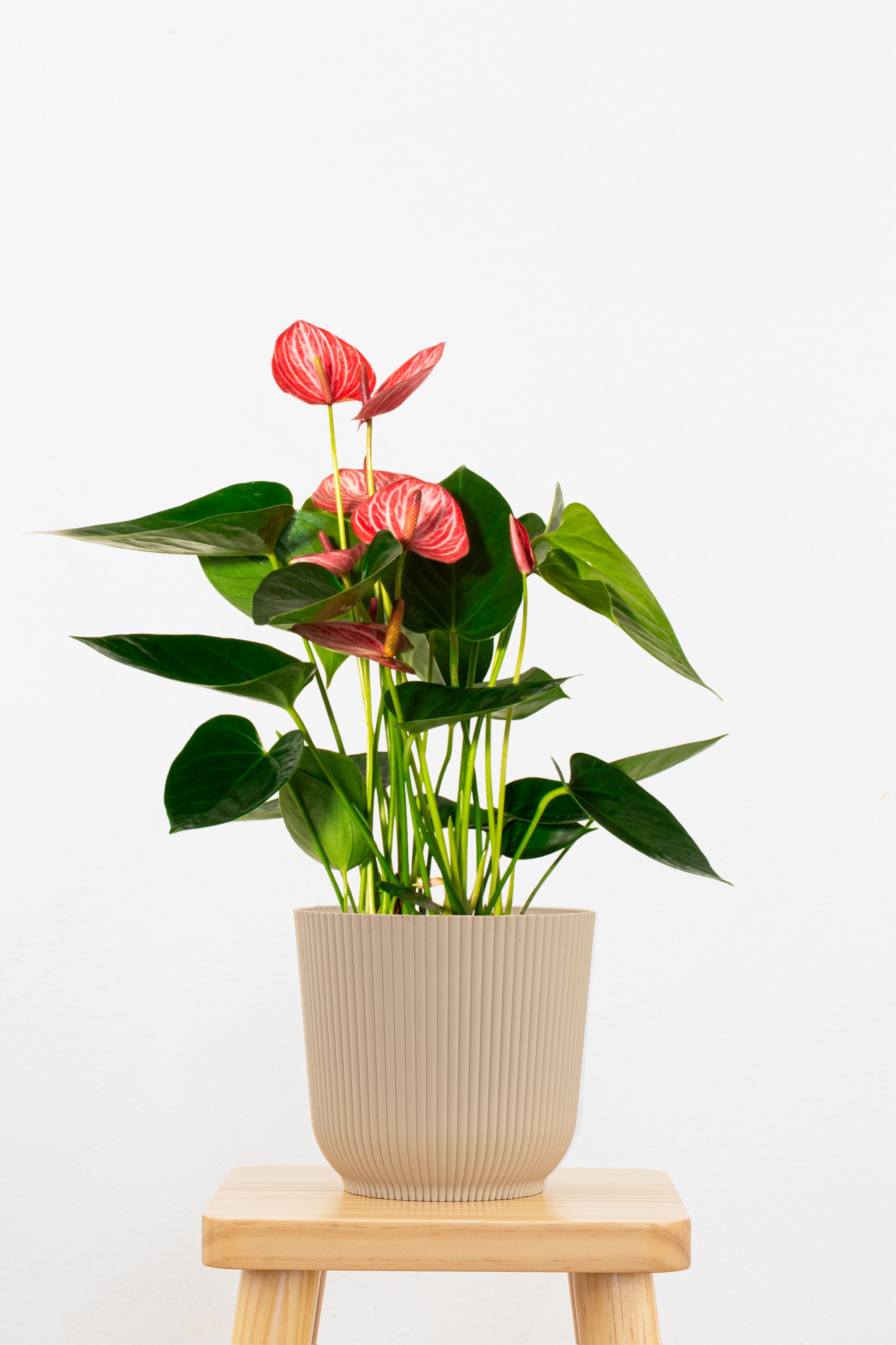 United Nursery Anthurium - Thumbnail 3