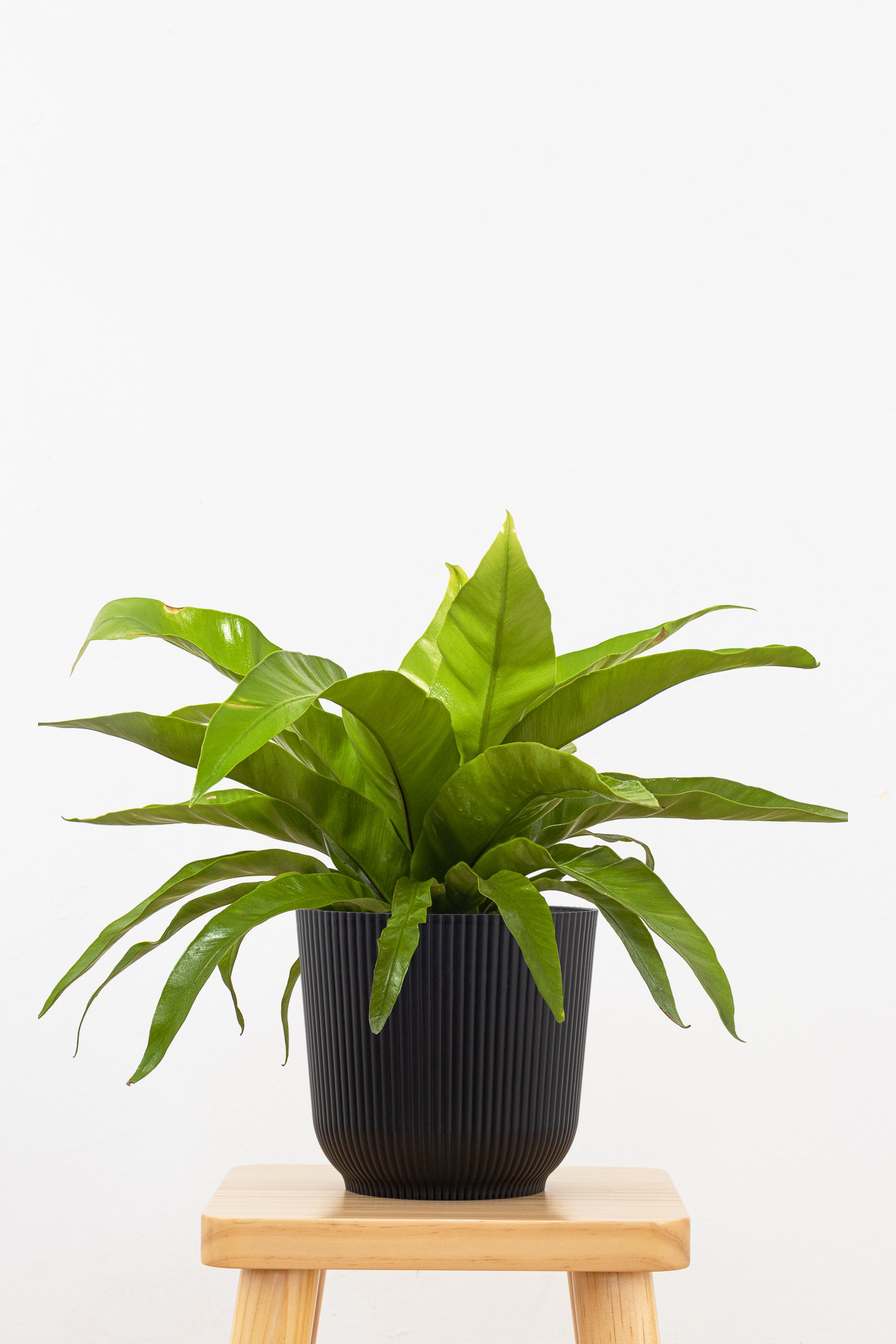 Bird's Nest Fern