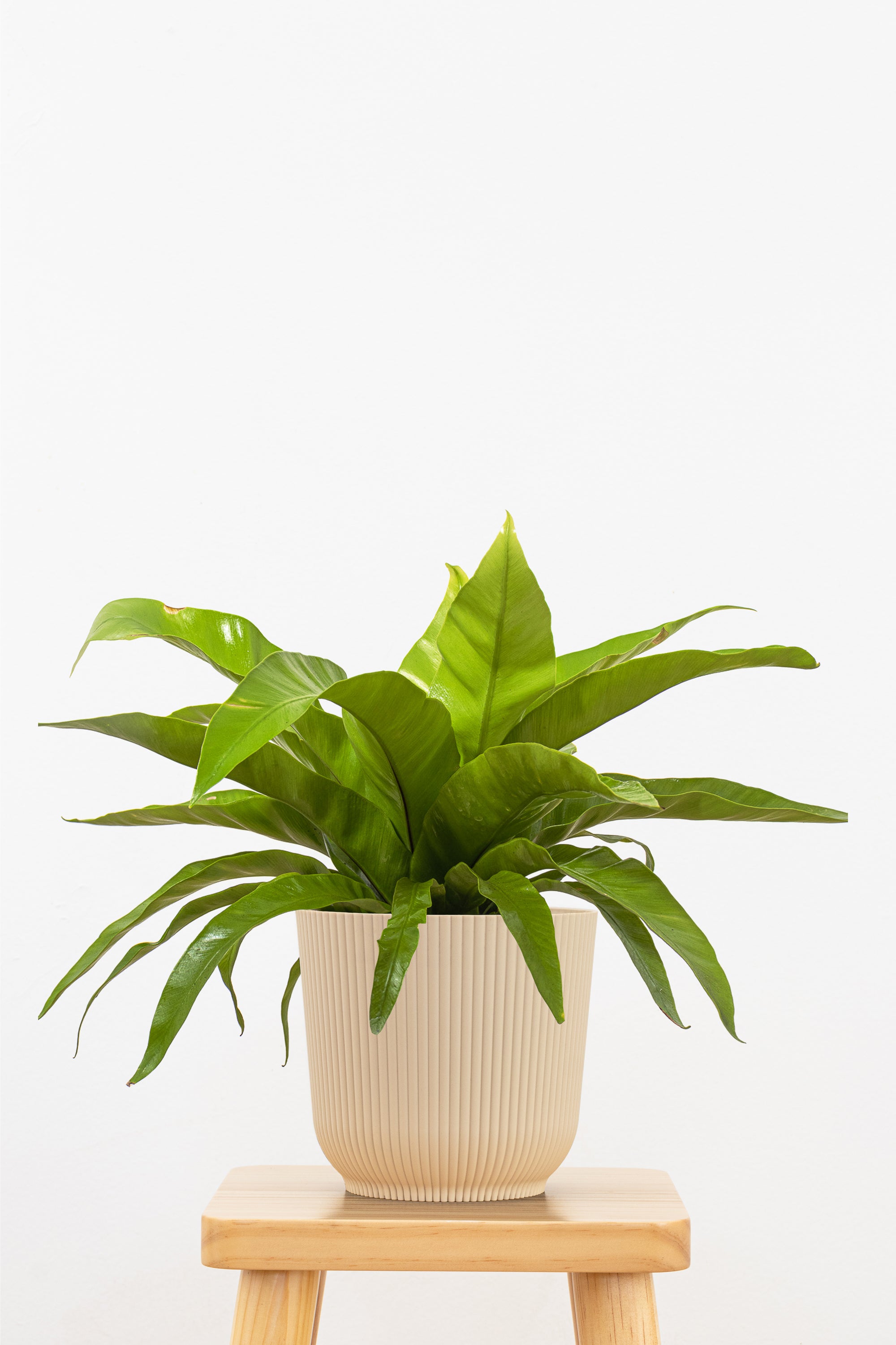 Bird's Nest Fern