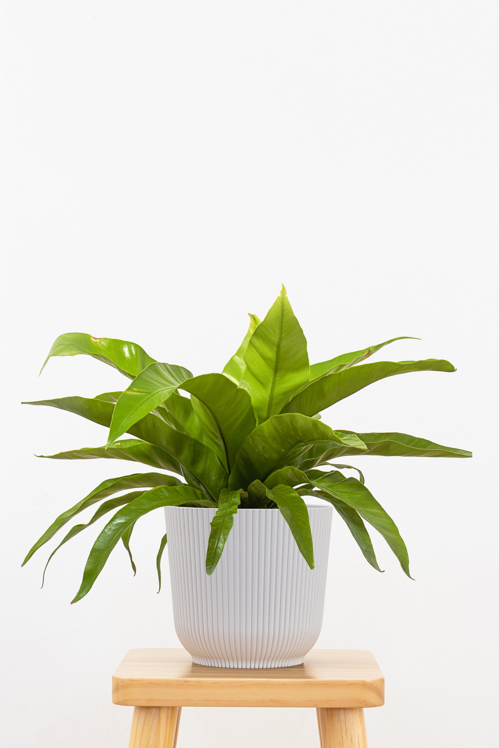 bird's nest fern 32.5 Bird's Nest Fern