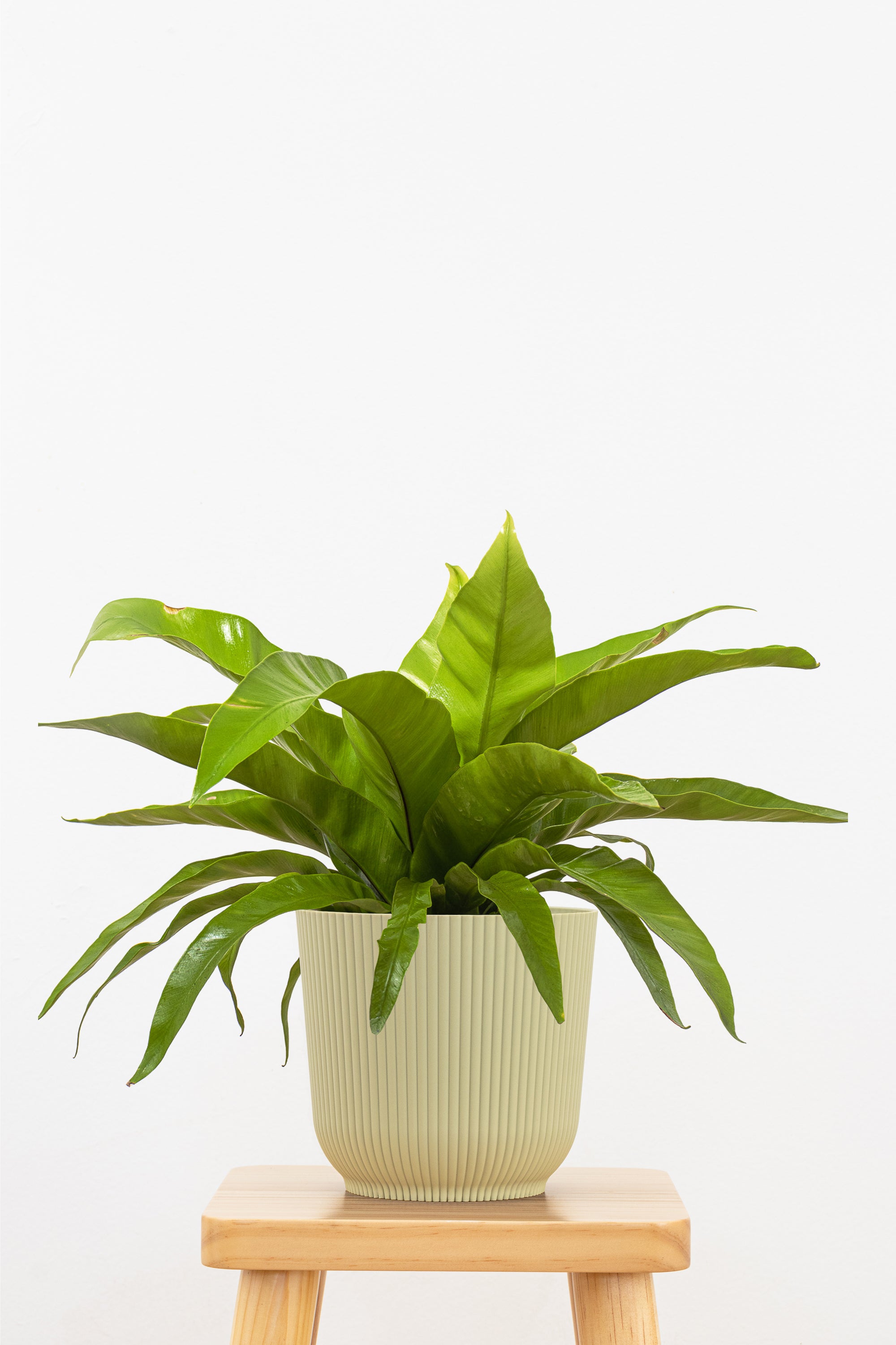 Bird's Nest Fern