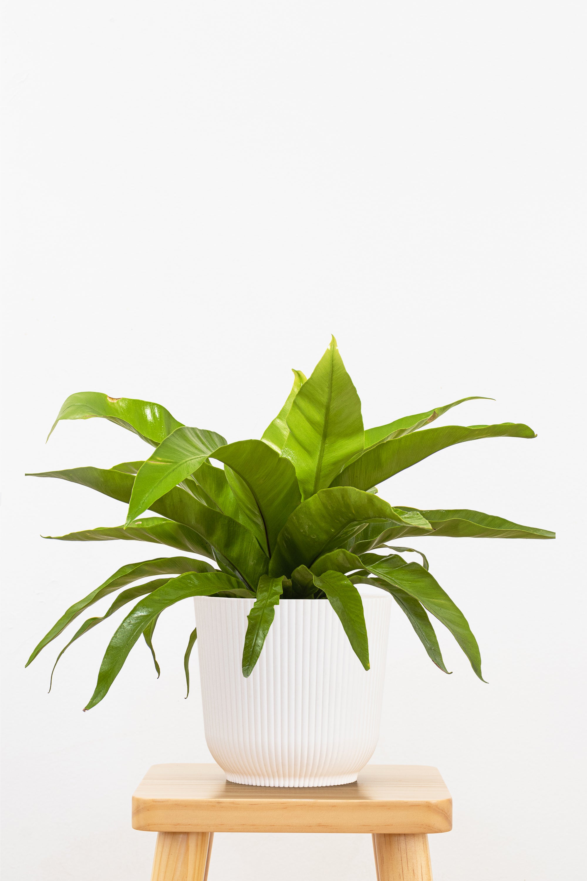 Bird's Nest Fern