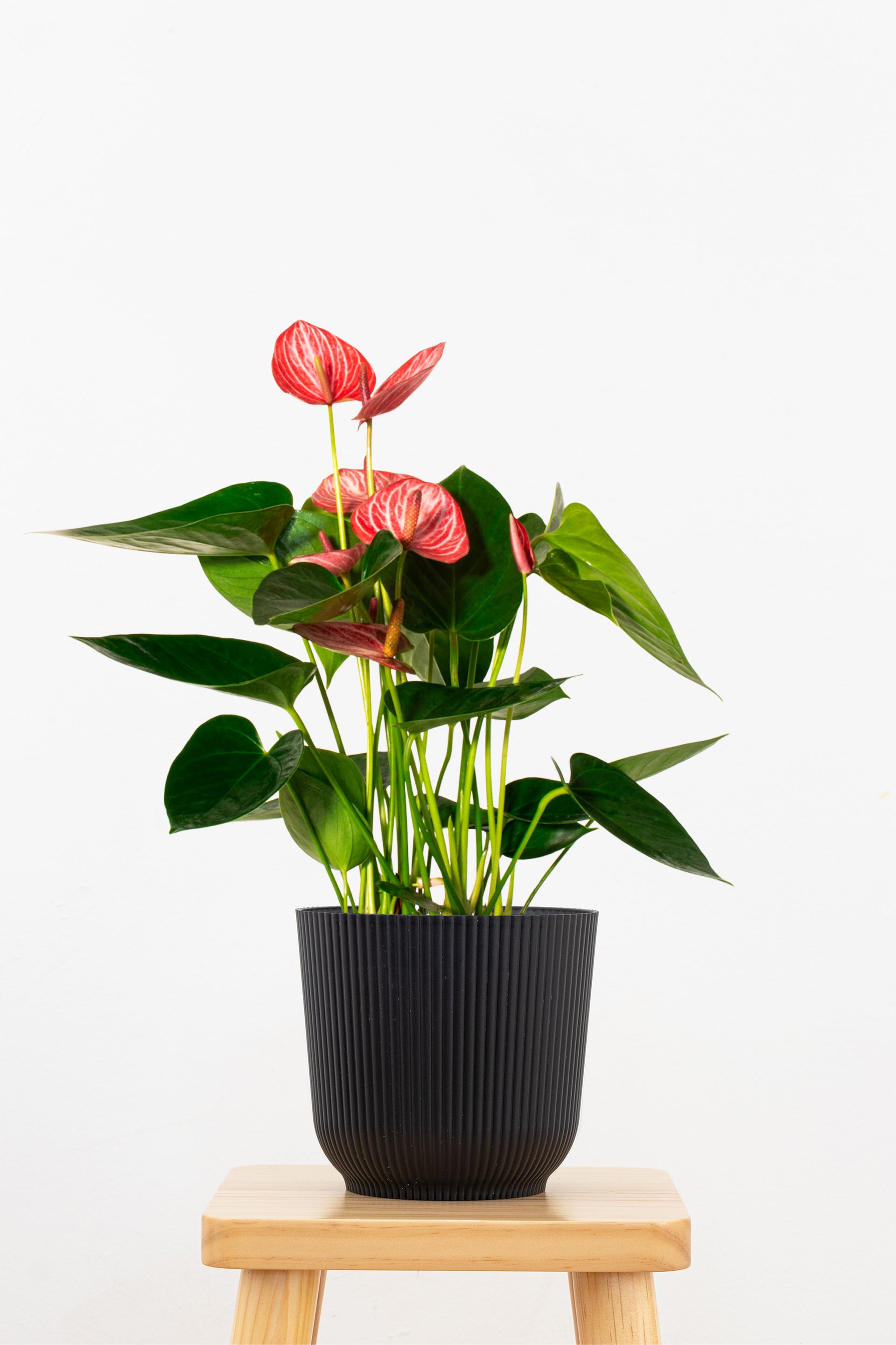 anthurium houseplant Red Anthurium Livium