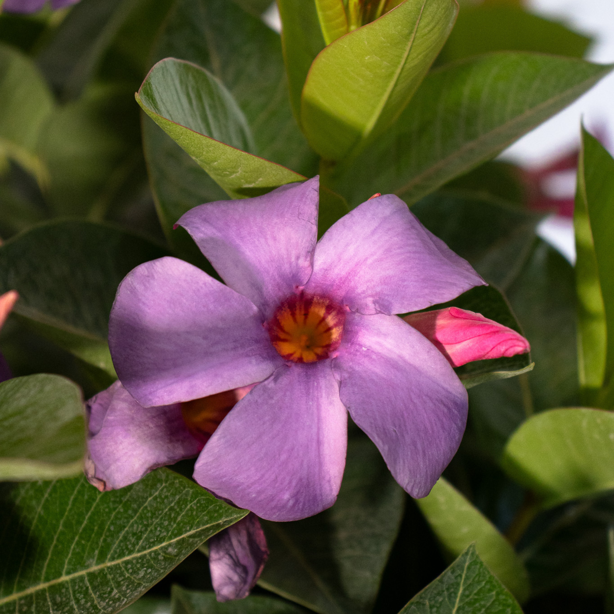 Bluephoria Mandevilla