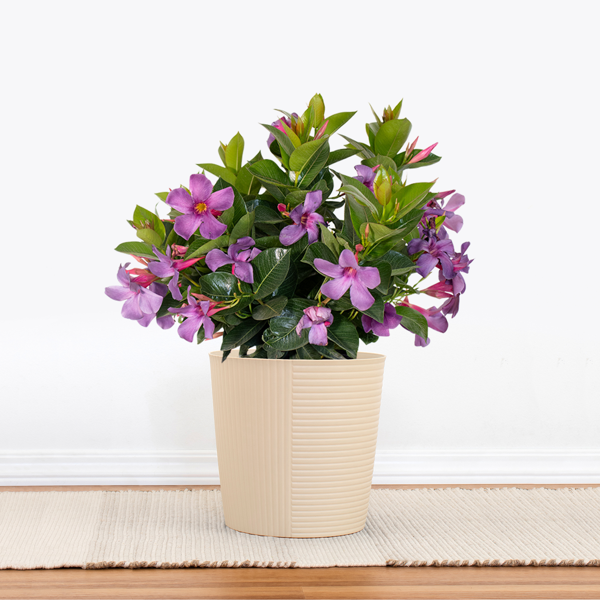 Bluephoria Mandevilla