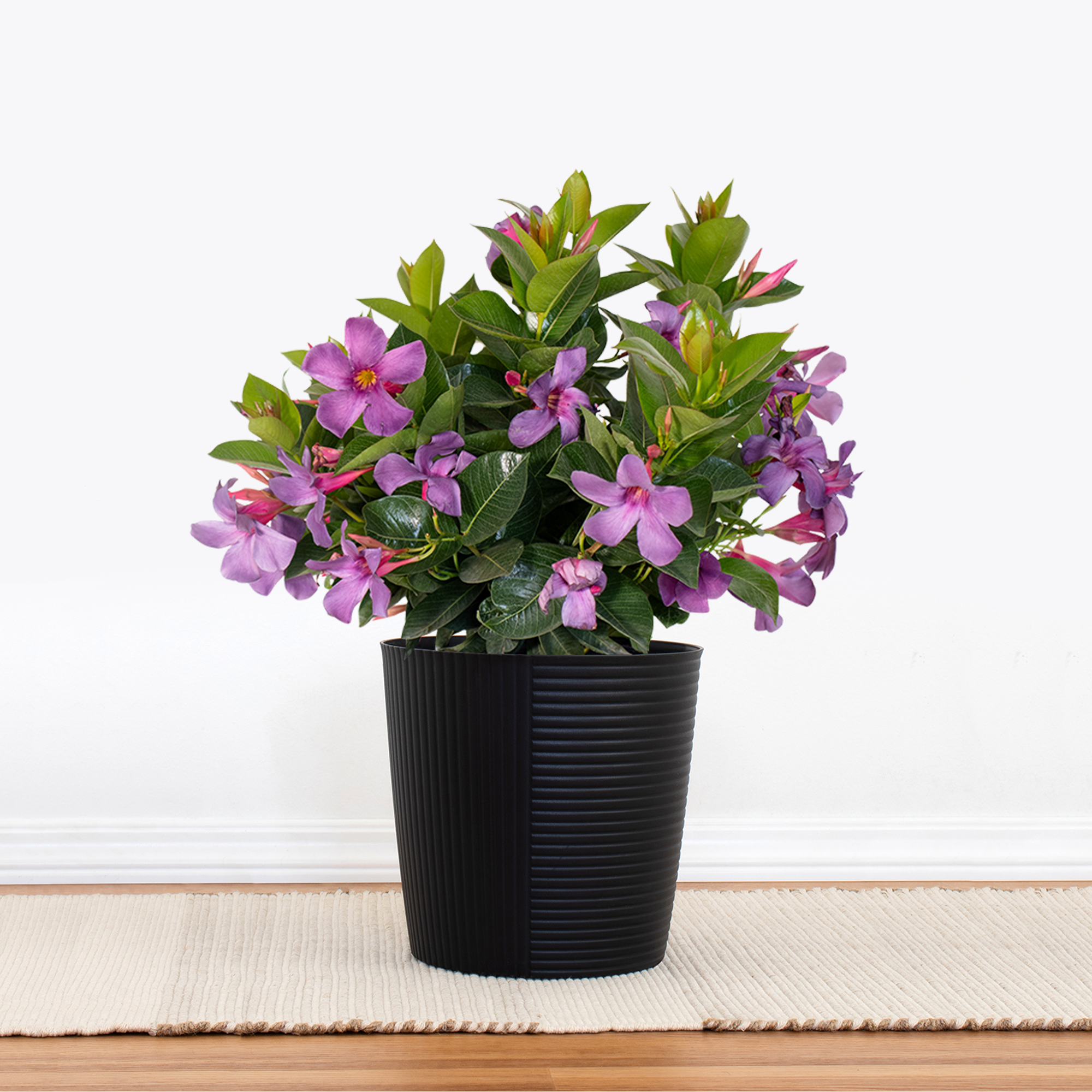 Bluephoria Mandevilla