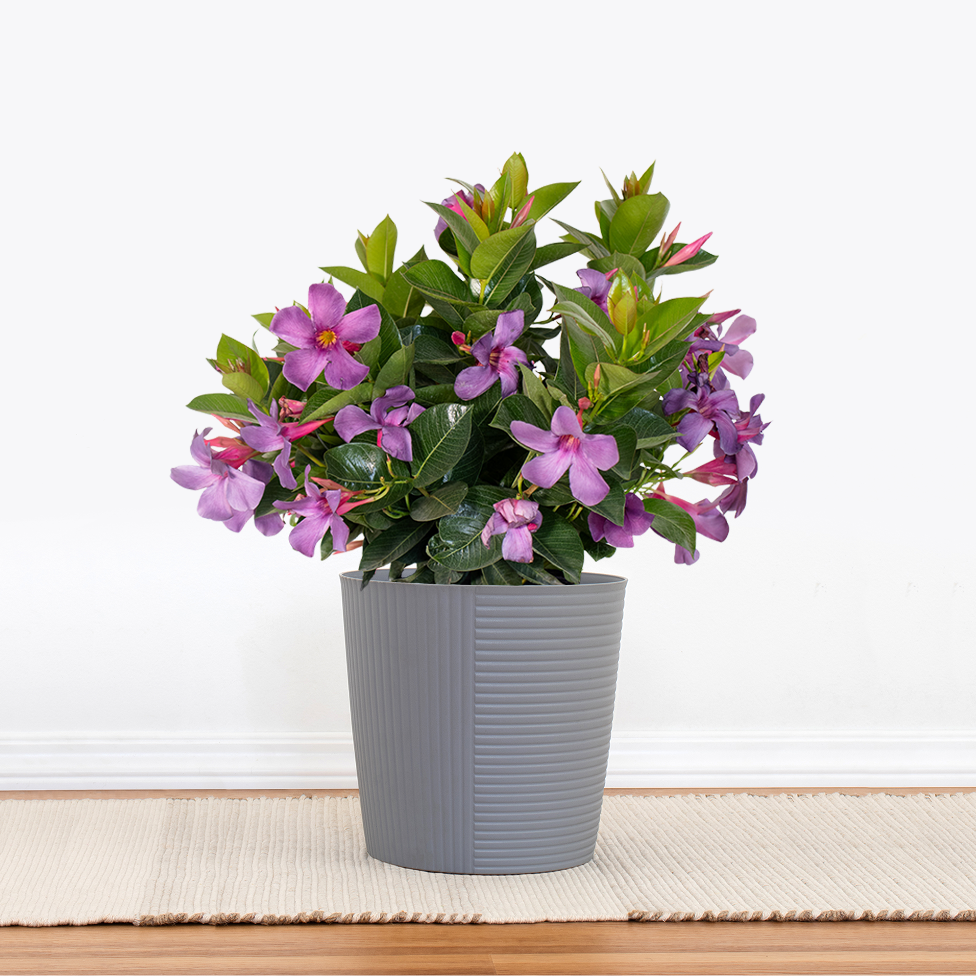 Bluephoria Mandevilla
