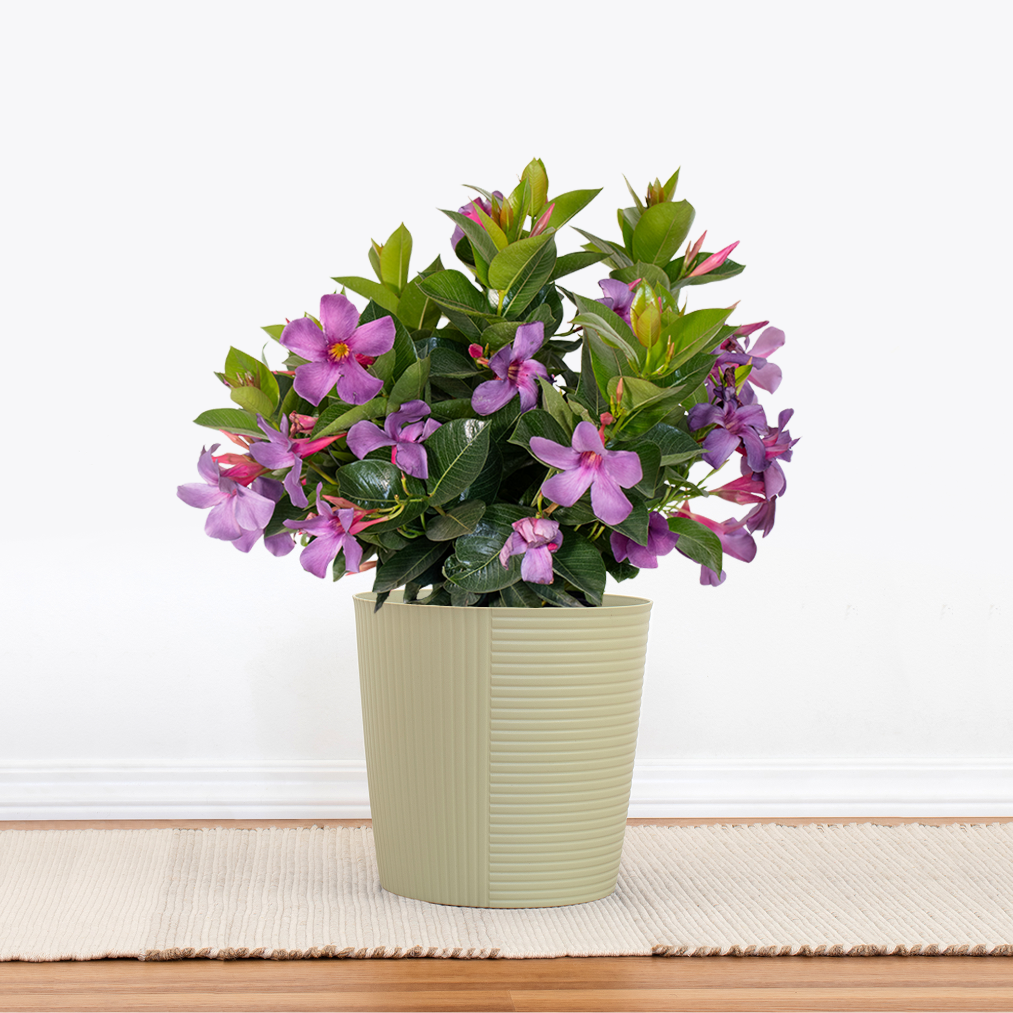 Bluephoria Mandevilla