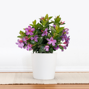Bluephoria Mandevilla