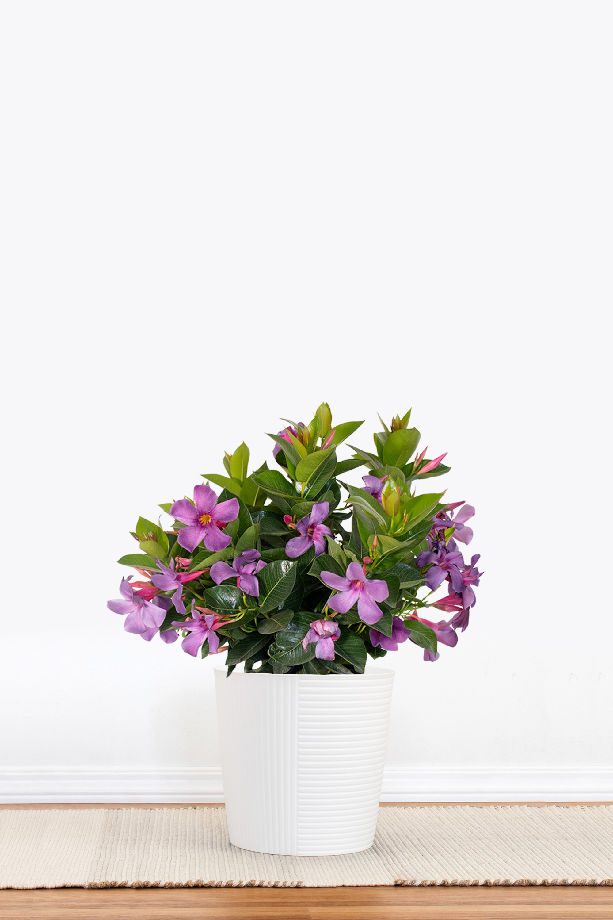 Bluephoria Mandevilla