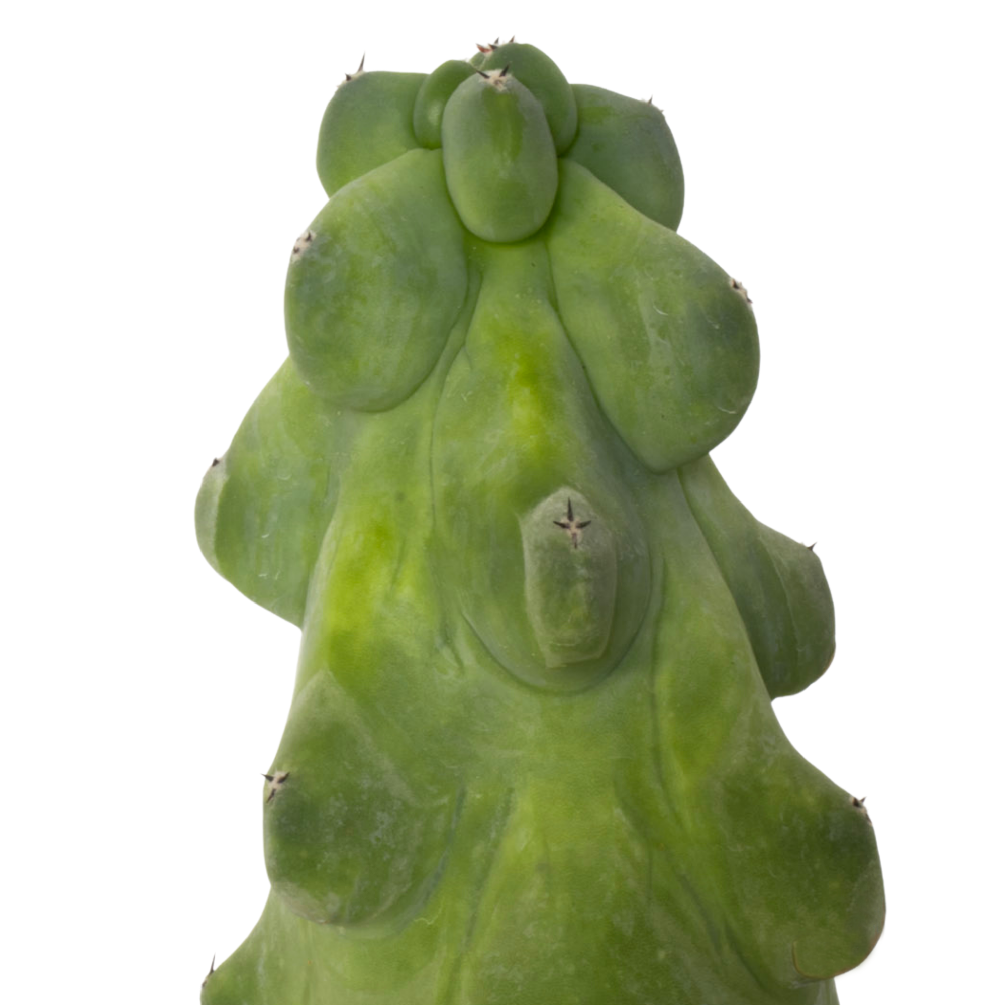 Booby Cactus
