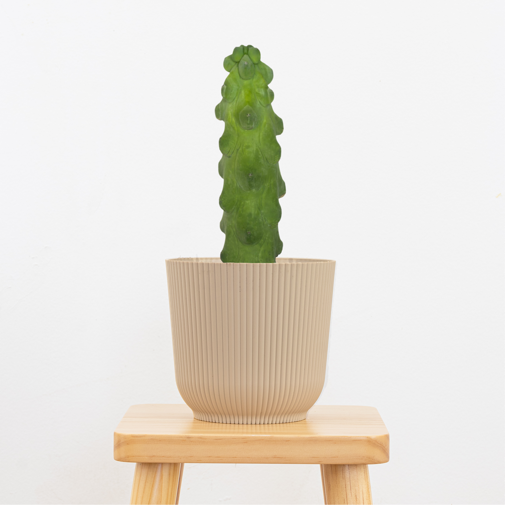 Booby Cactus