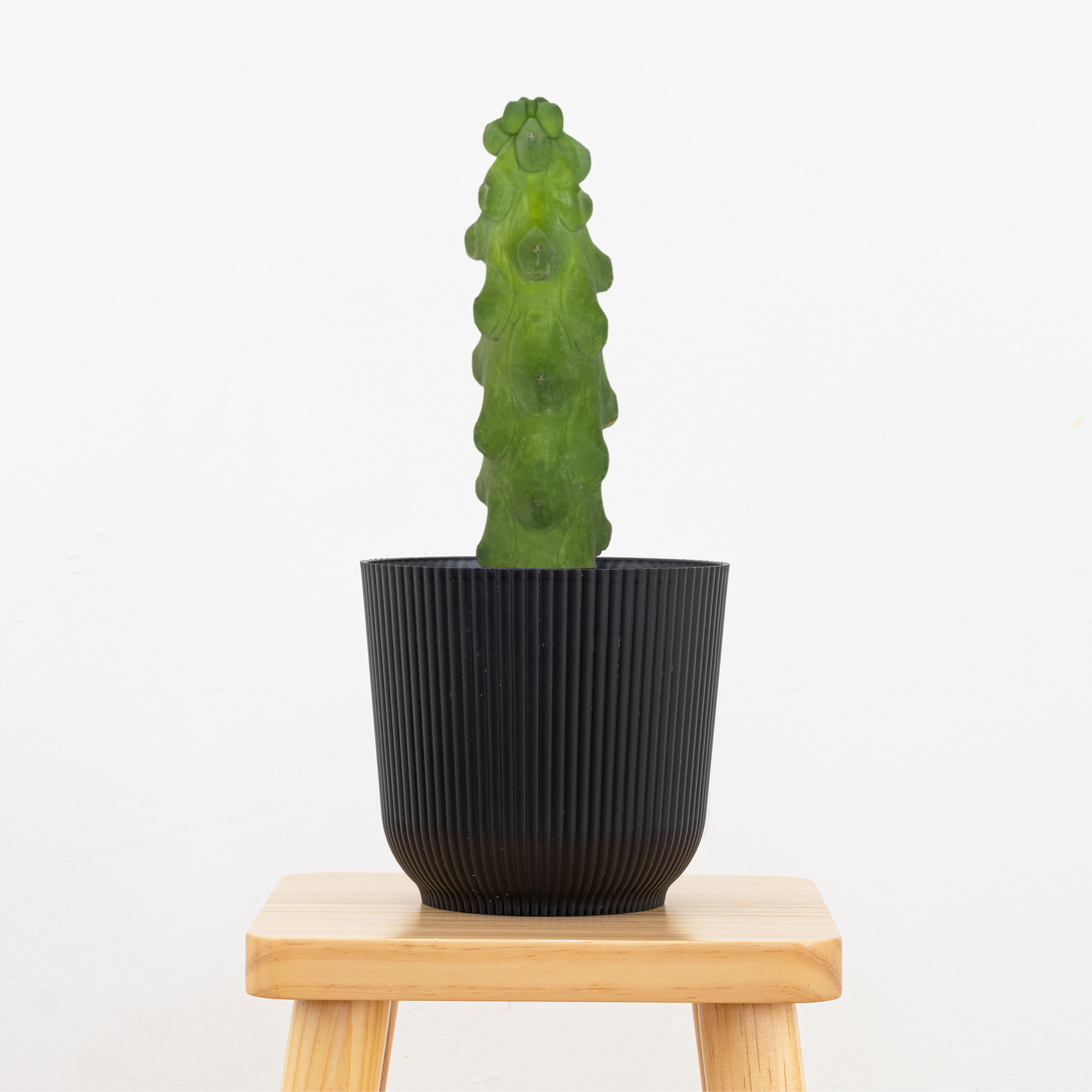 Booby Cactus