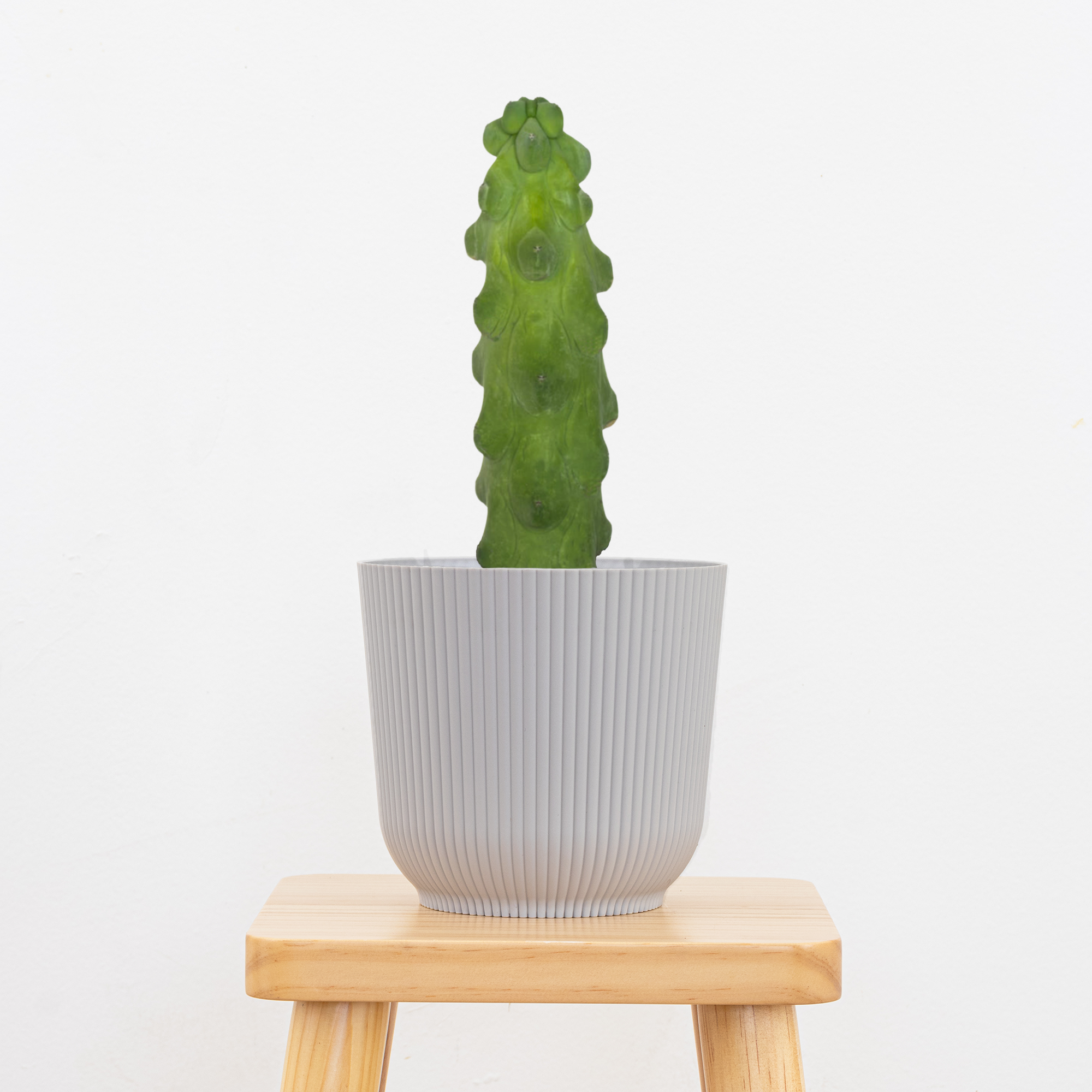 Booby Cactus