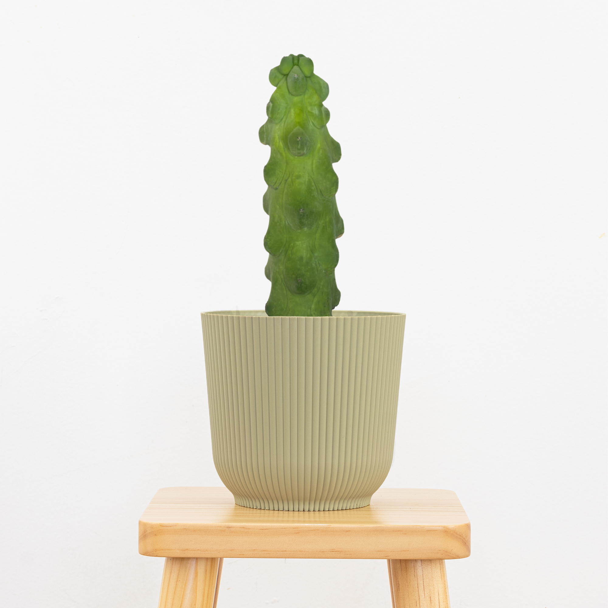 Booby Cactus