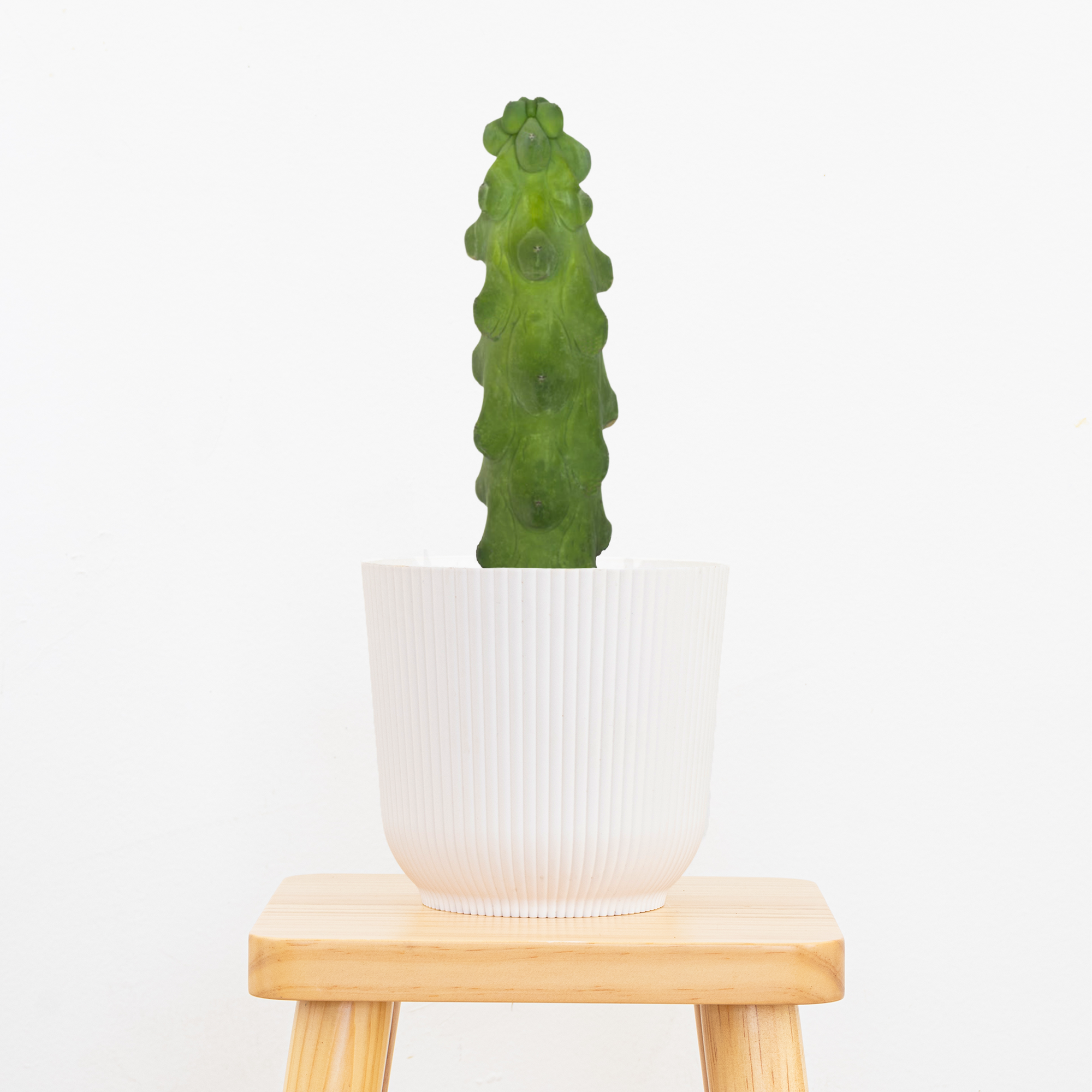Booby Cactus