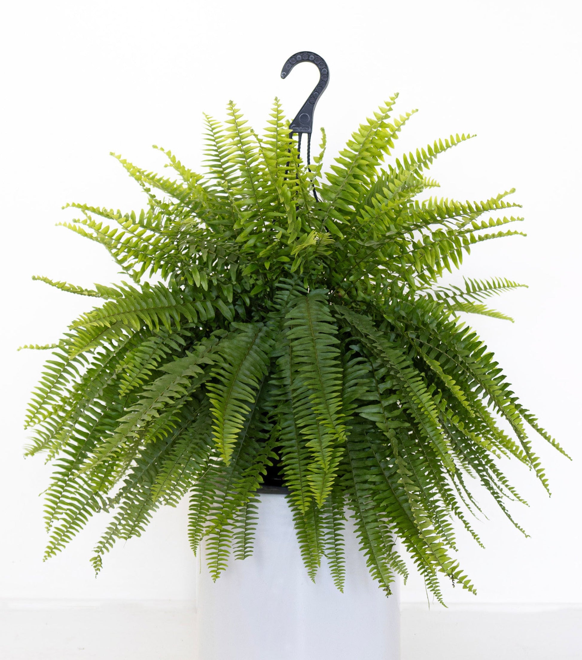 hanging large plants Boston Fern Hanging Basket