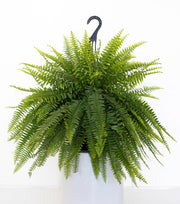 Boston Fern