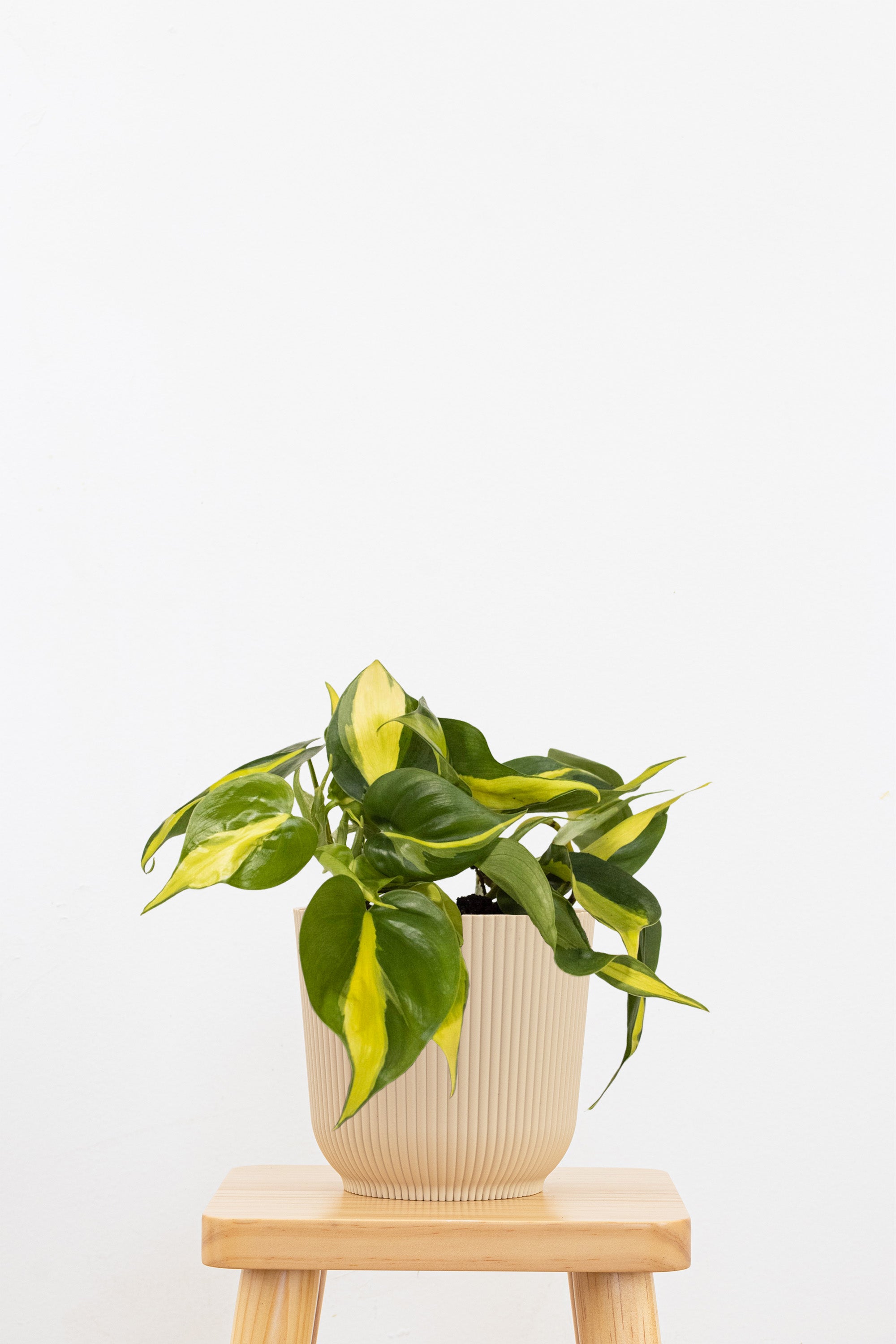 Brazil Philodendron