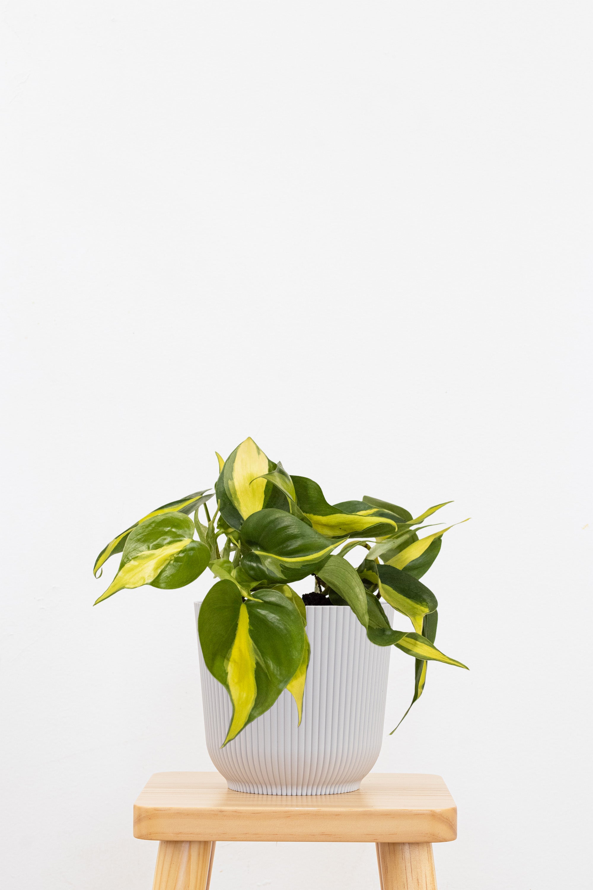 Brazil Philodendron