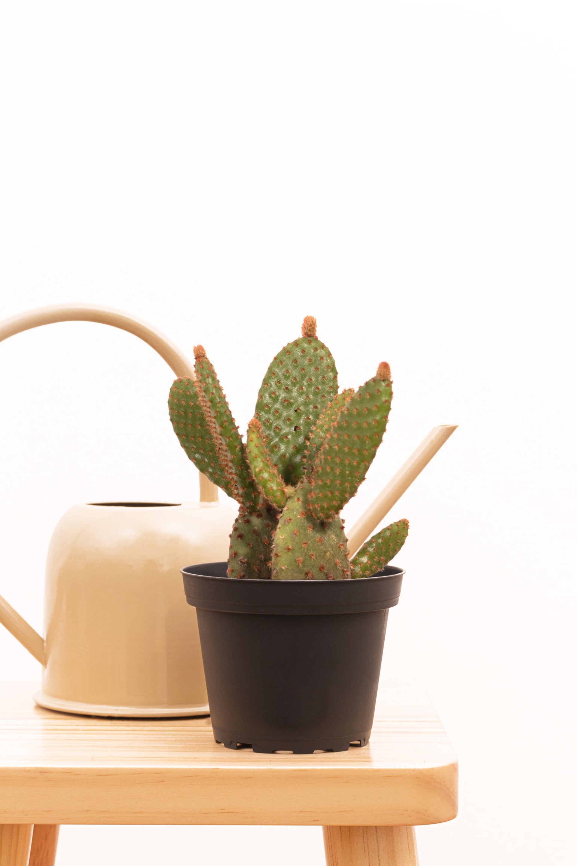 bunny ear cactus soil Opuntia Bunny Ear Cactus