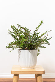 Button Fern