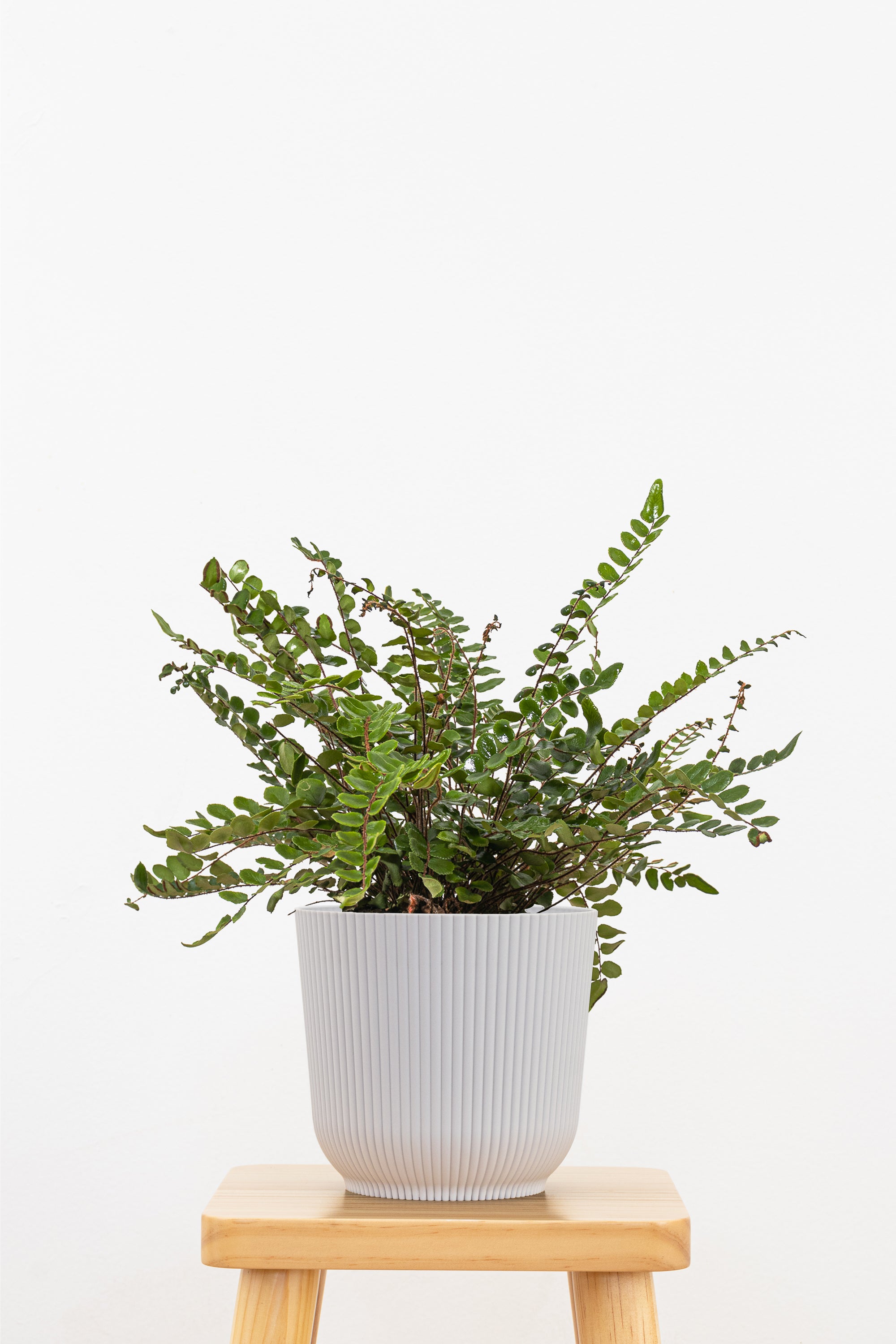 small fern indoor plant Lemon Button Fern Plant in 6 inches Decor Pot
