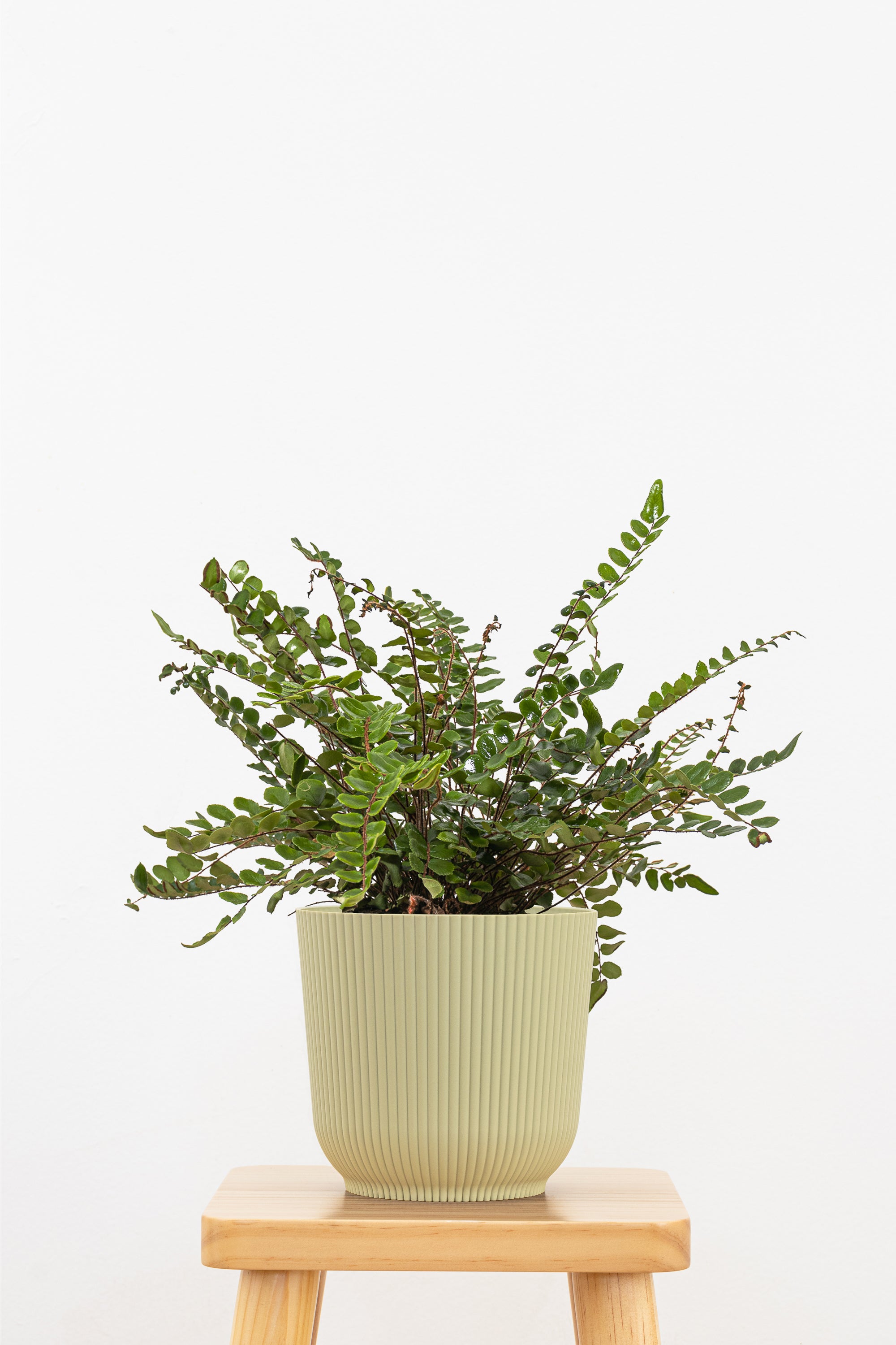 Button Fern