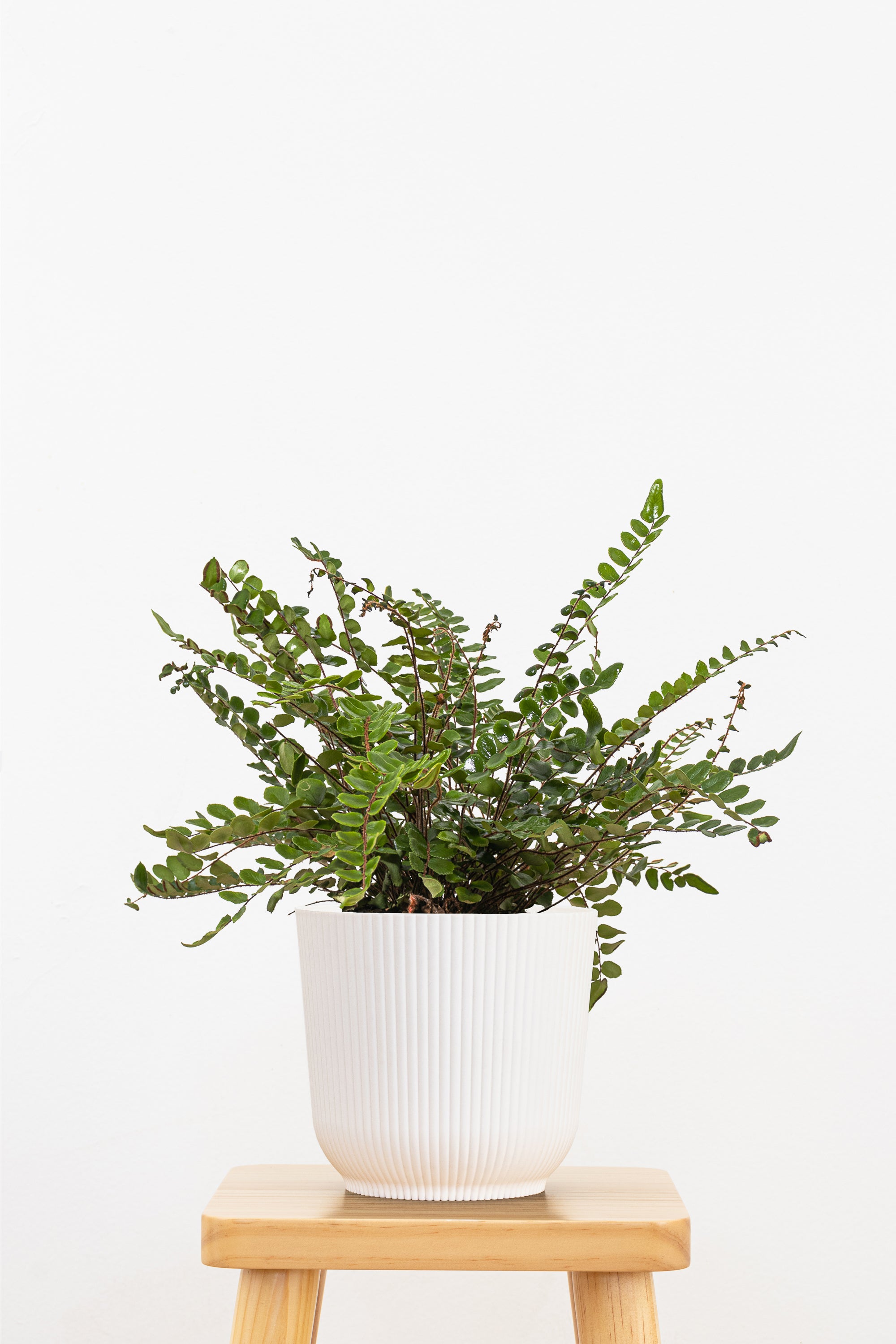 Button Fern