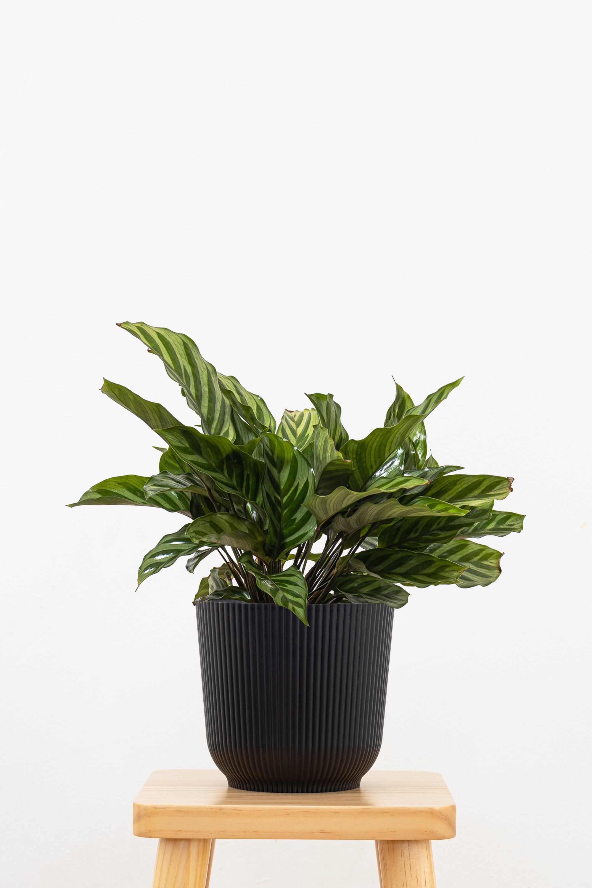 Calathea Freddie