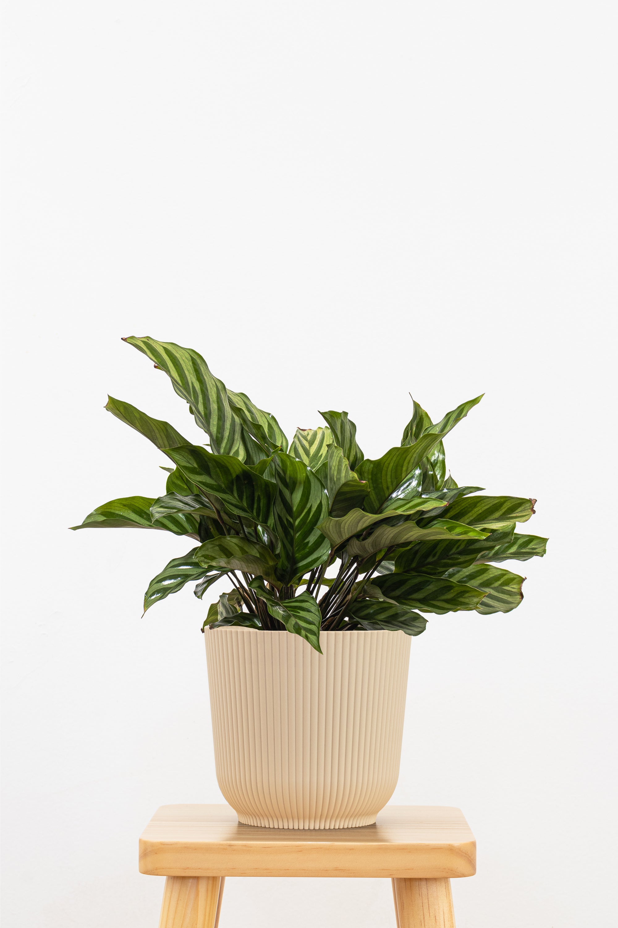 Calathea Freddie