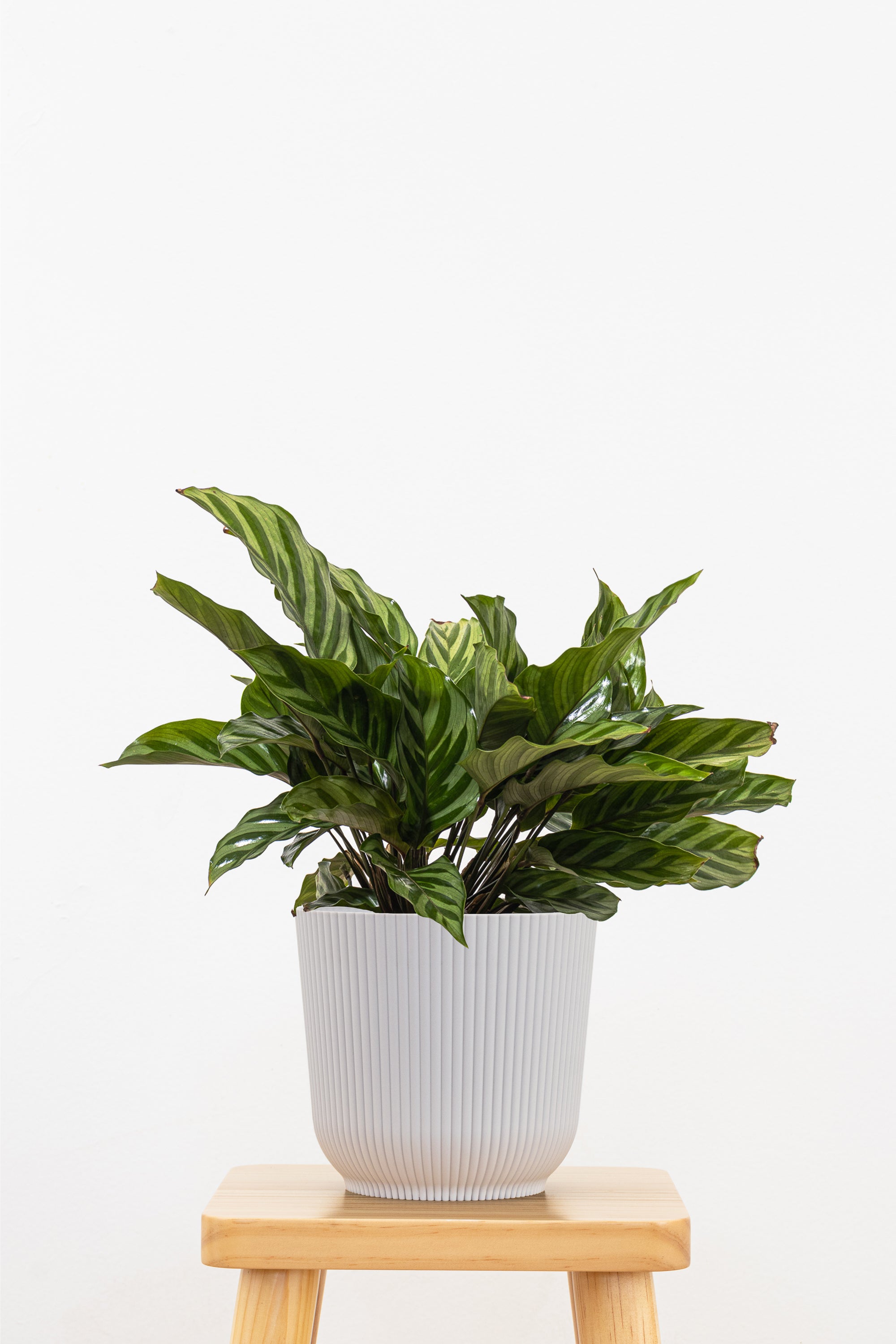 Calathea Freddie