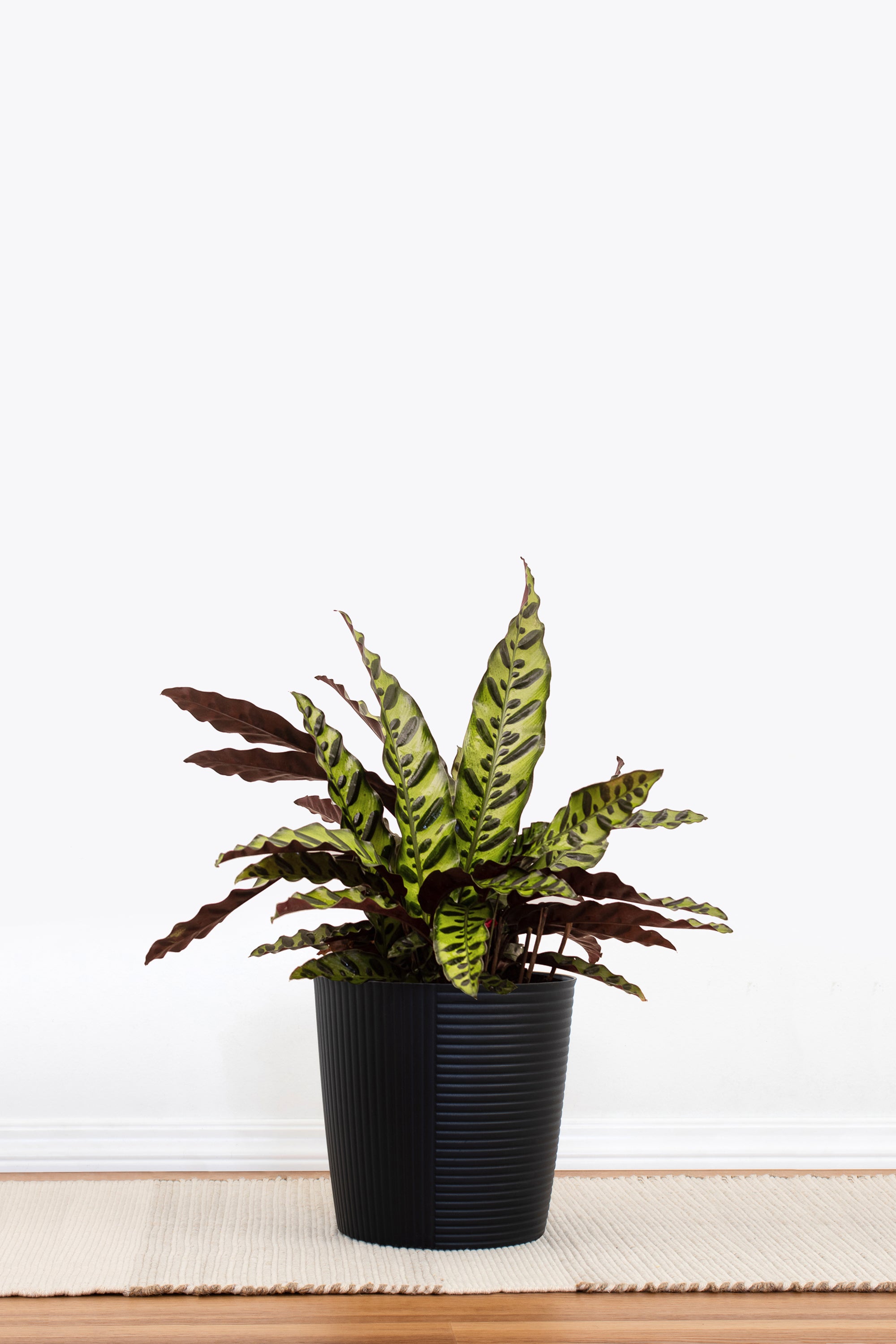 Rattlesnake Calathea