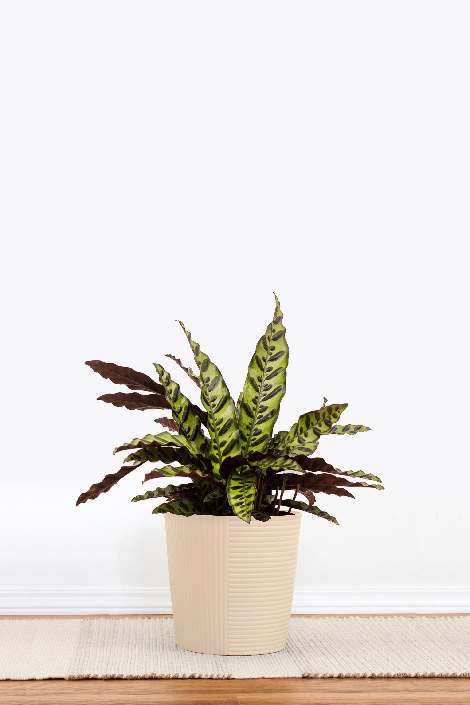 Rattlesnake Calathea