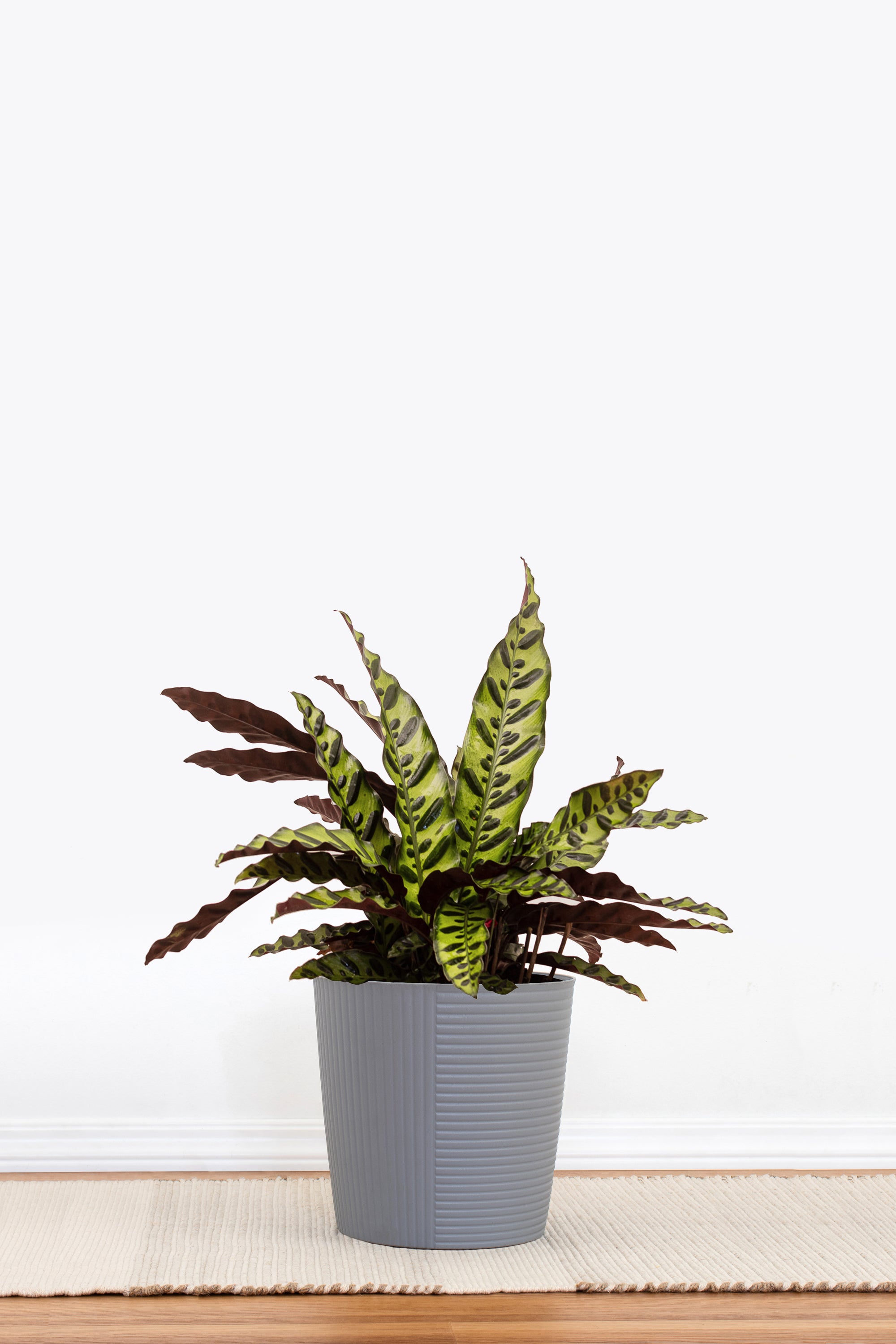 Rattlesnake Calathea