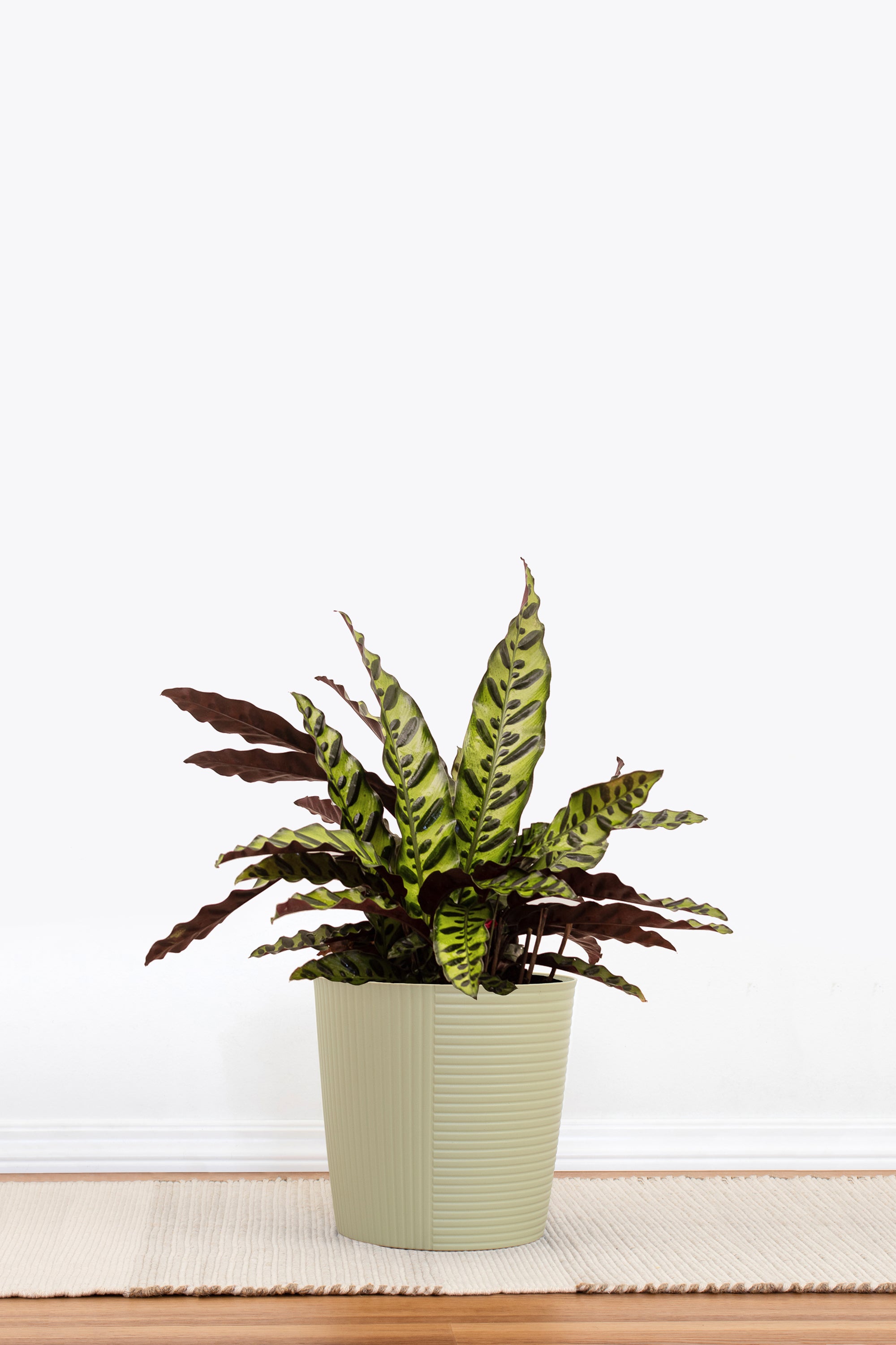 Rattlesnake Calathea