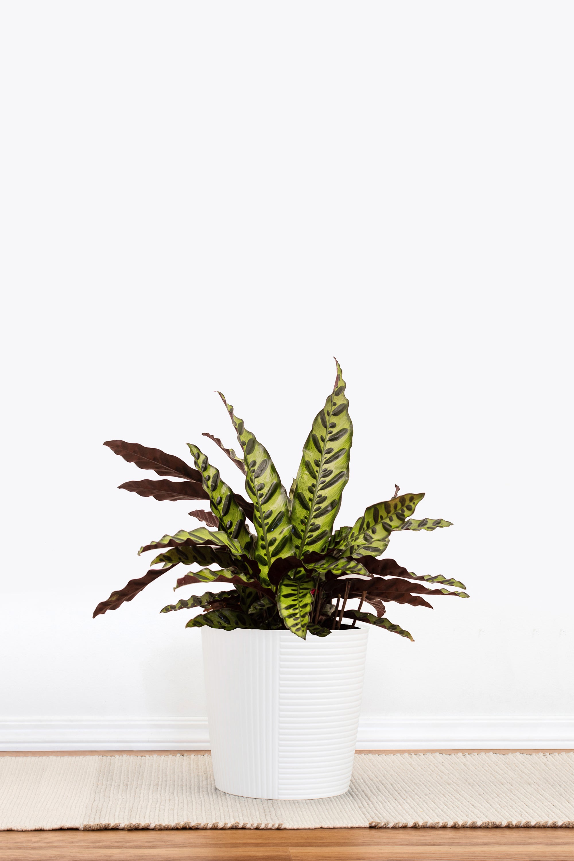 Rattlesnake Calathea