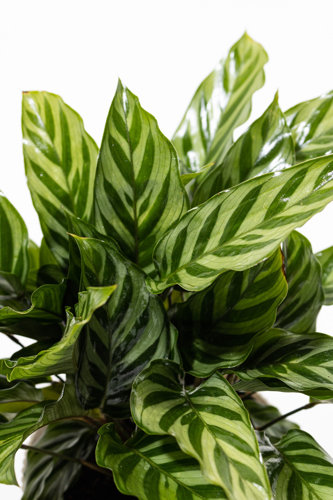 Calathea Rattlesnake
