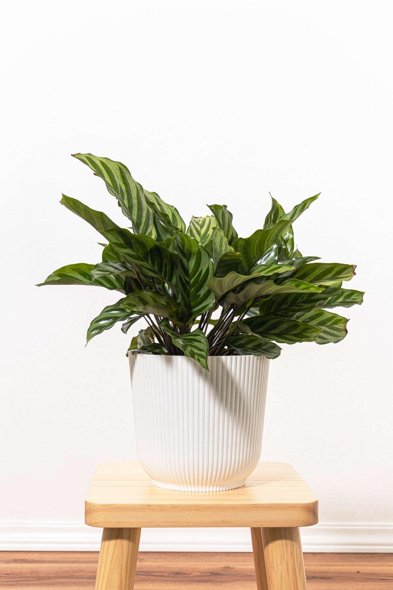 Calathea Freddie