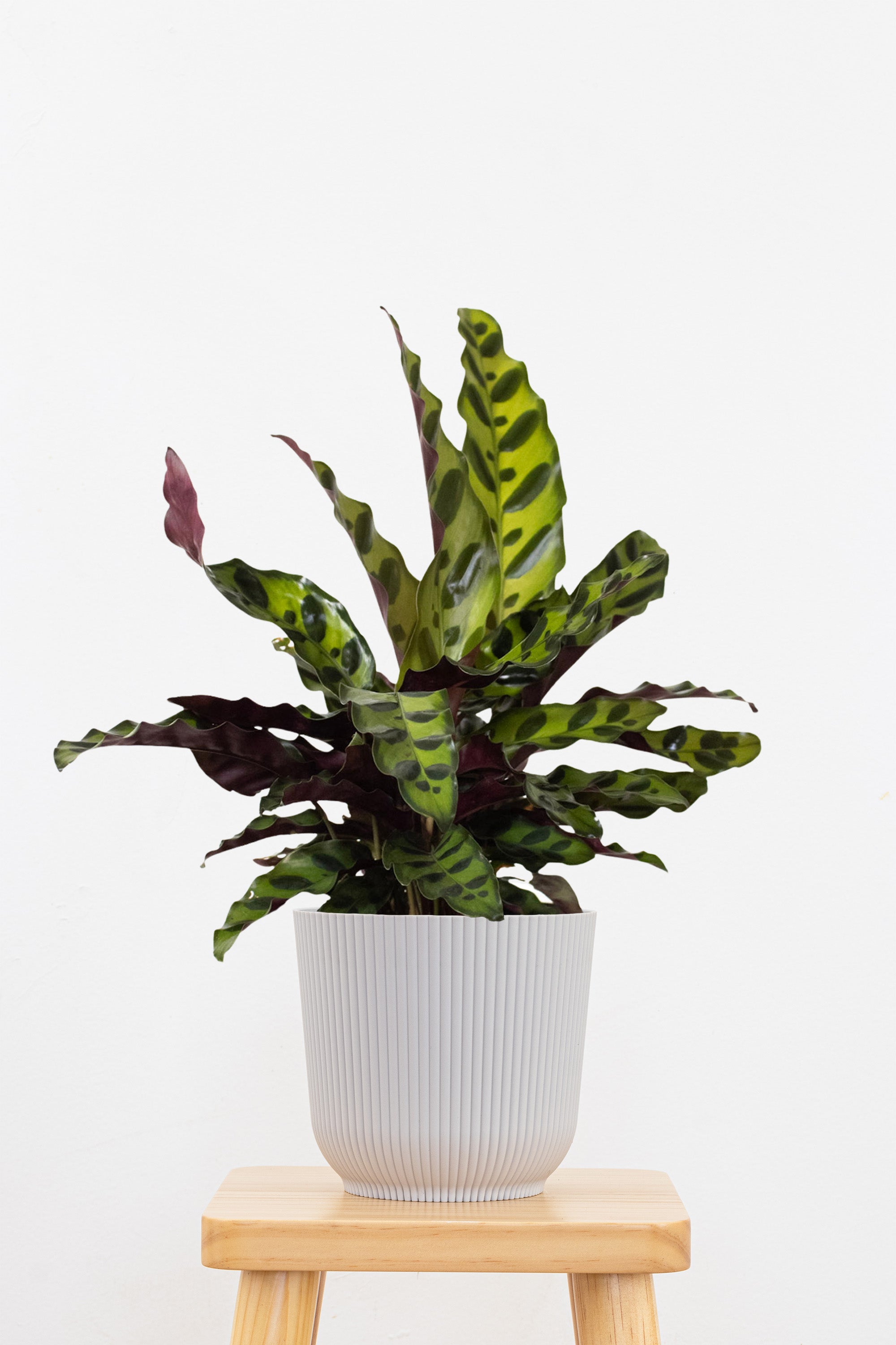 Calathea Rattlesnake