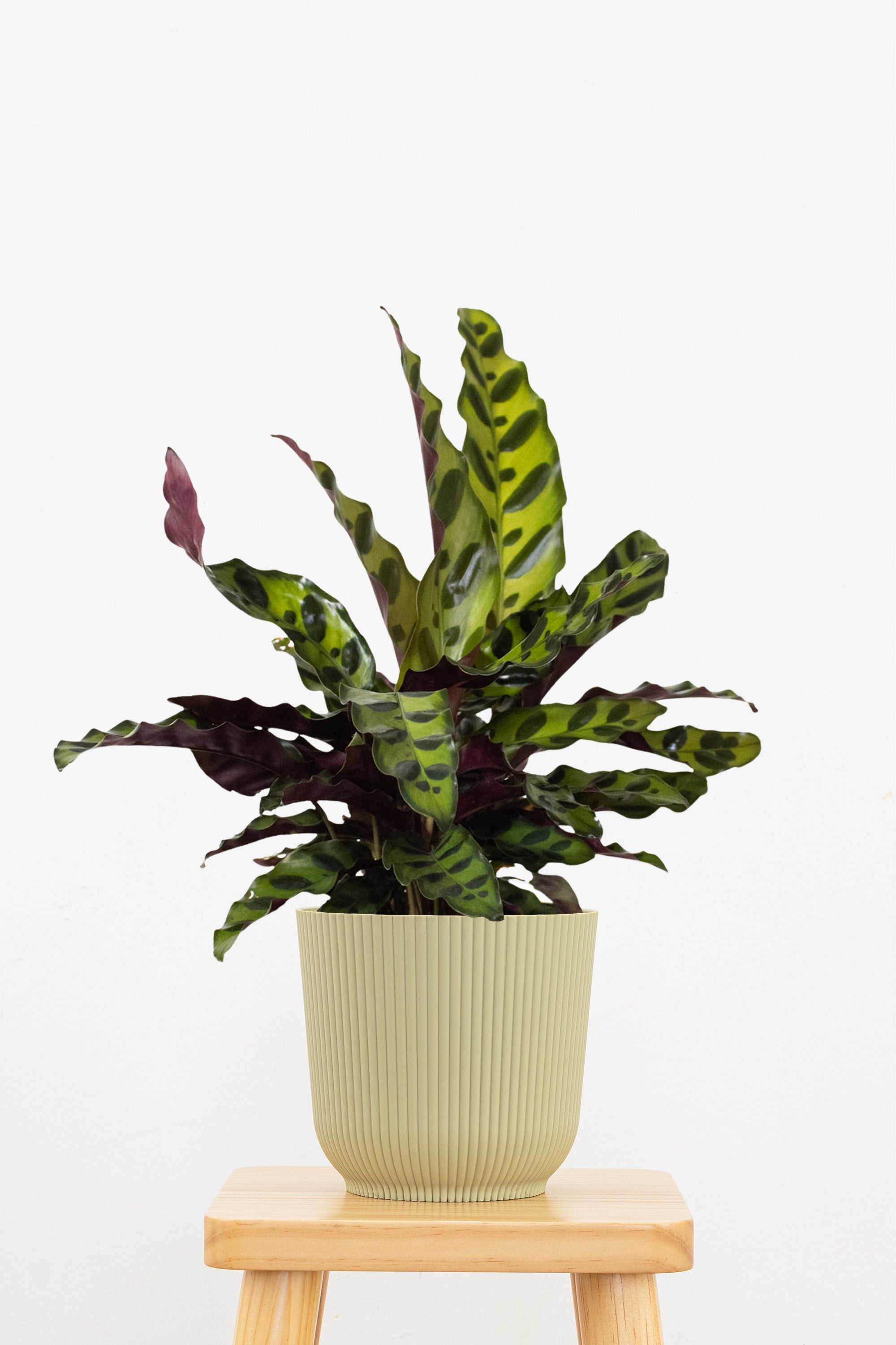 Calathea Rattlesnake