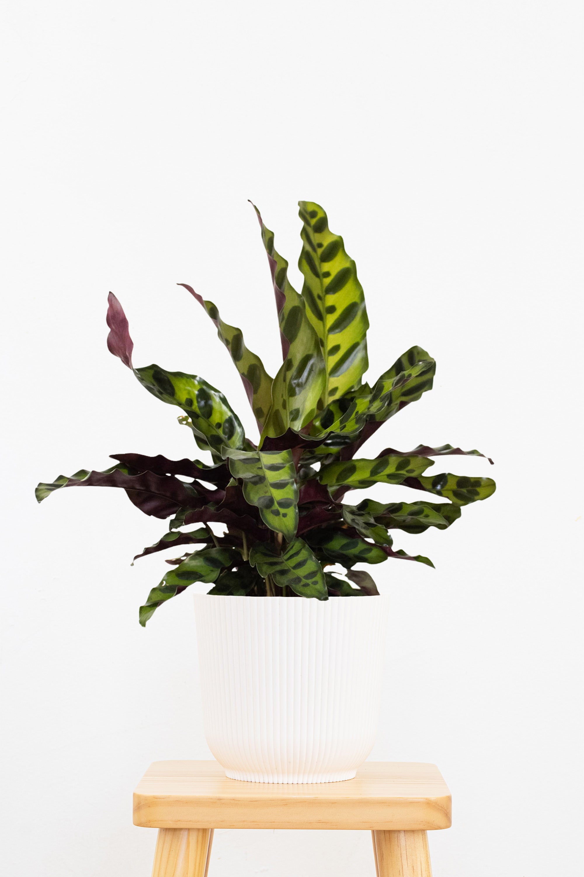 Calathea Rattlesnake
