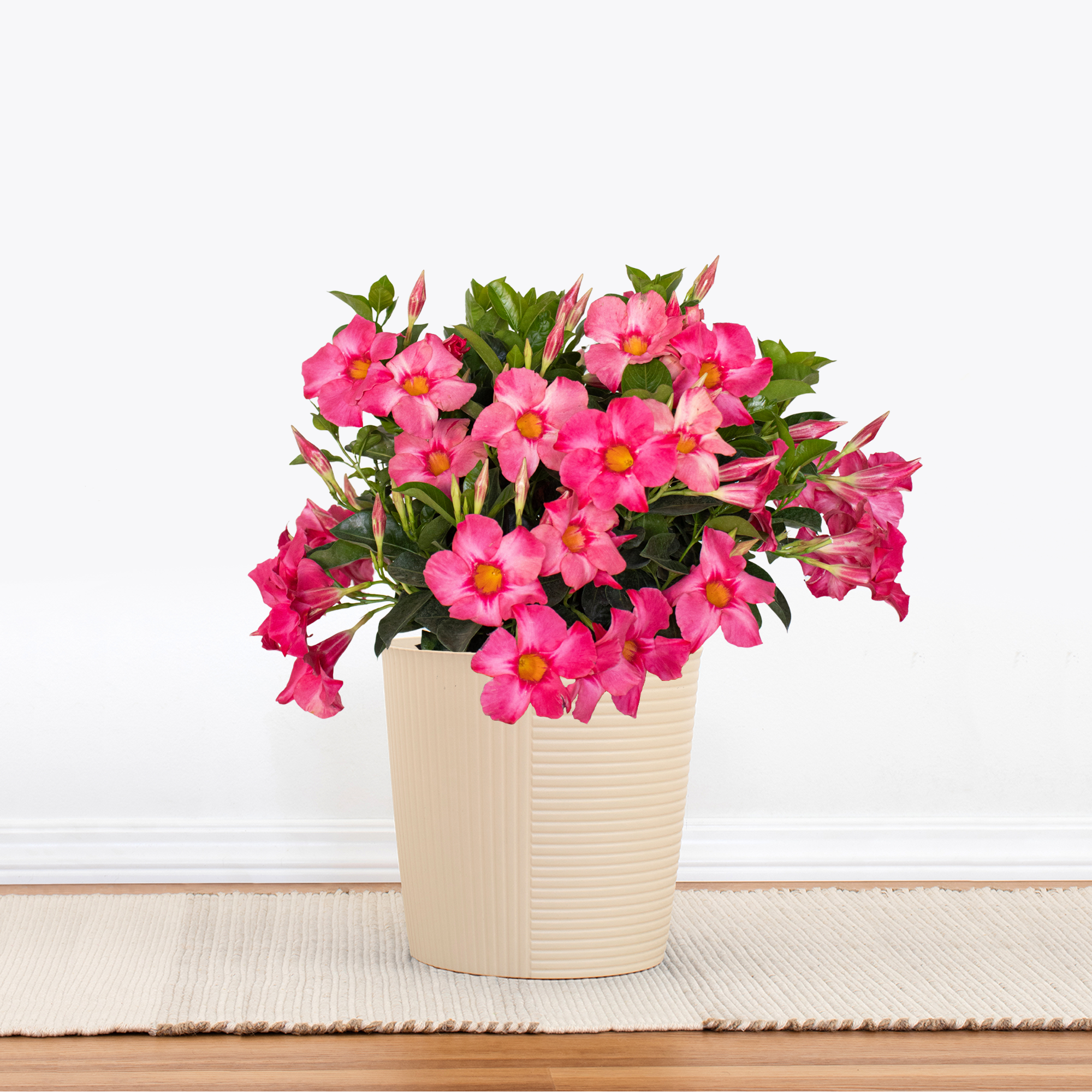 Coral Pink Mandevilla