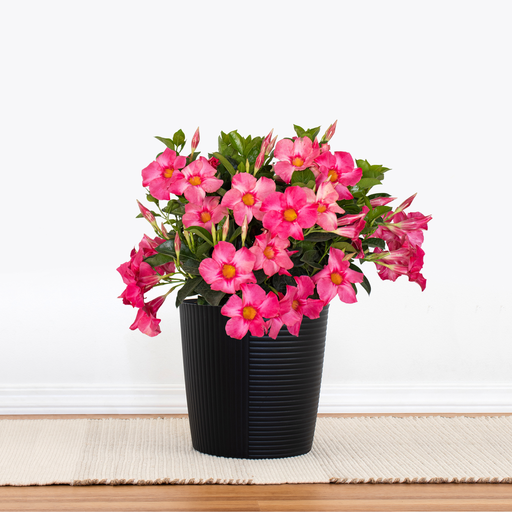 Coral Pink Mandevilla