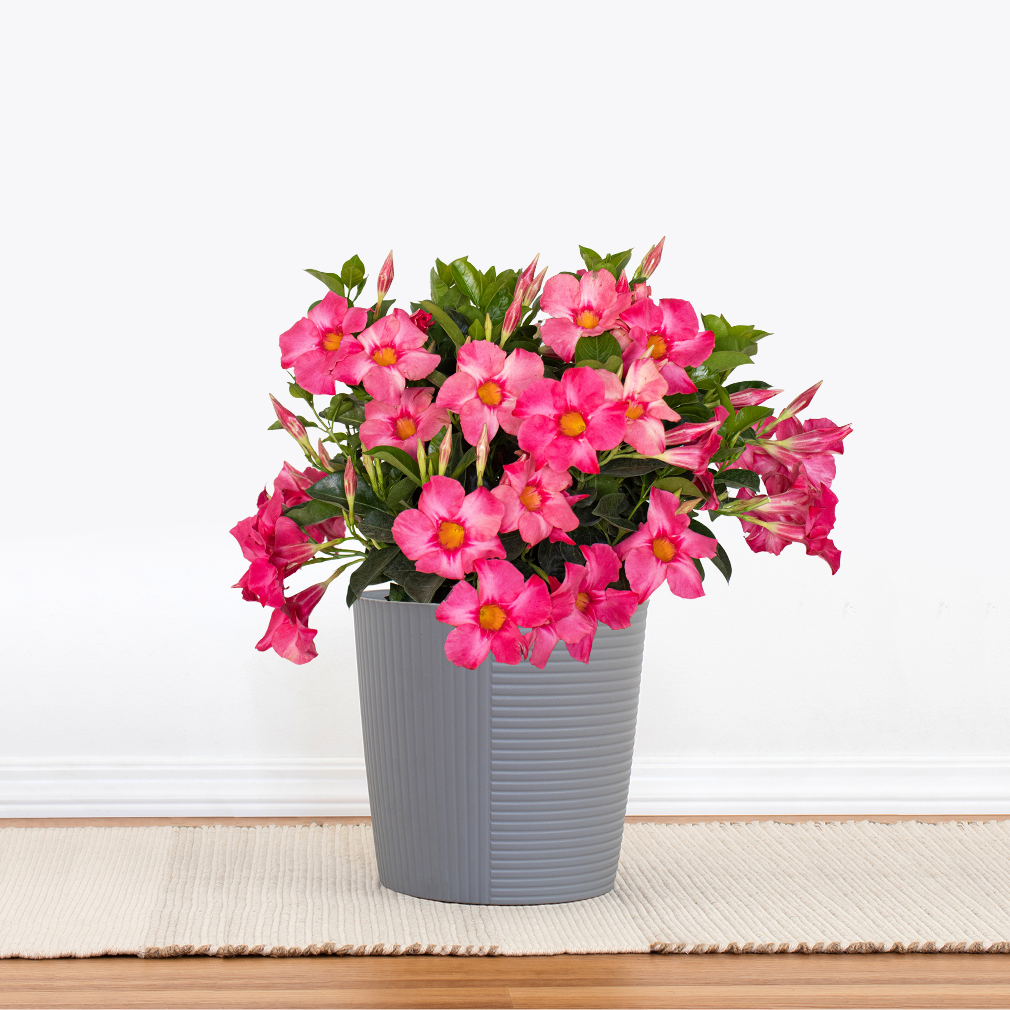 Coral Pink Mandevilla