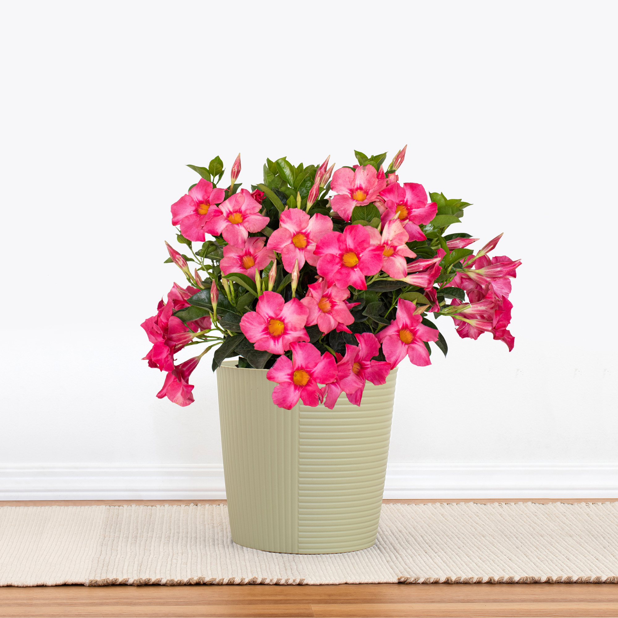 Coral Pink Mandevilla