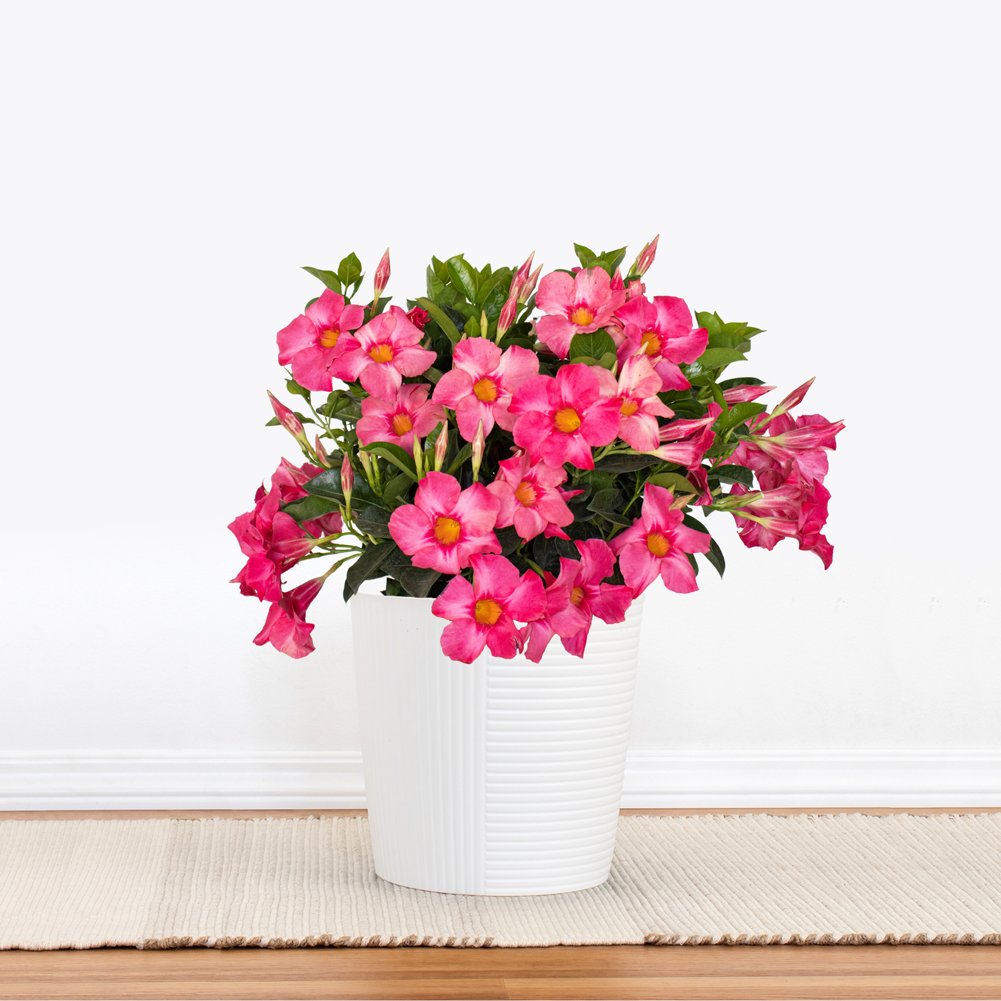 Coral Pink Mandevilla