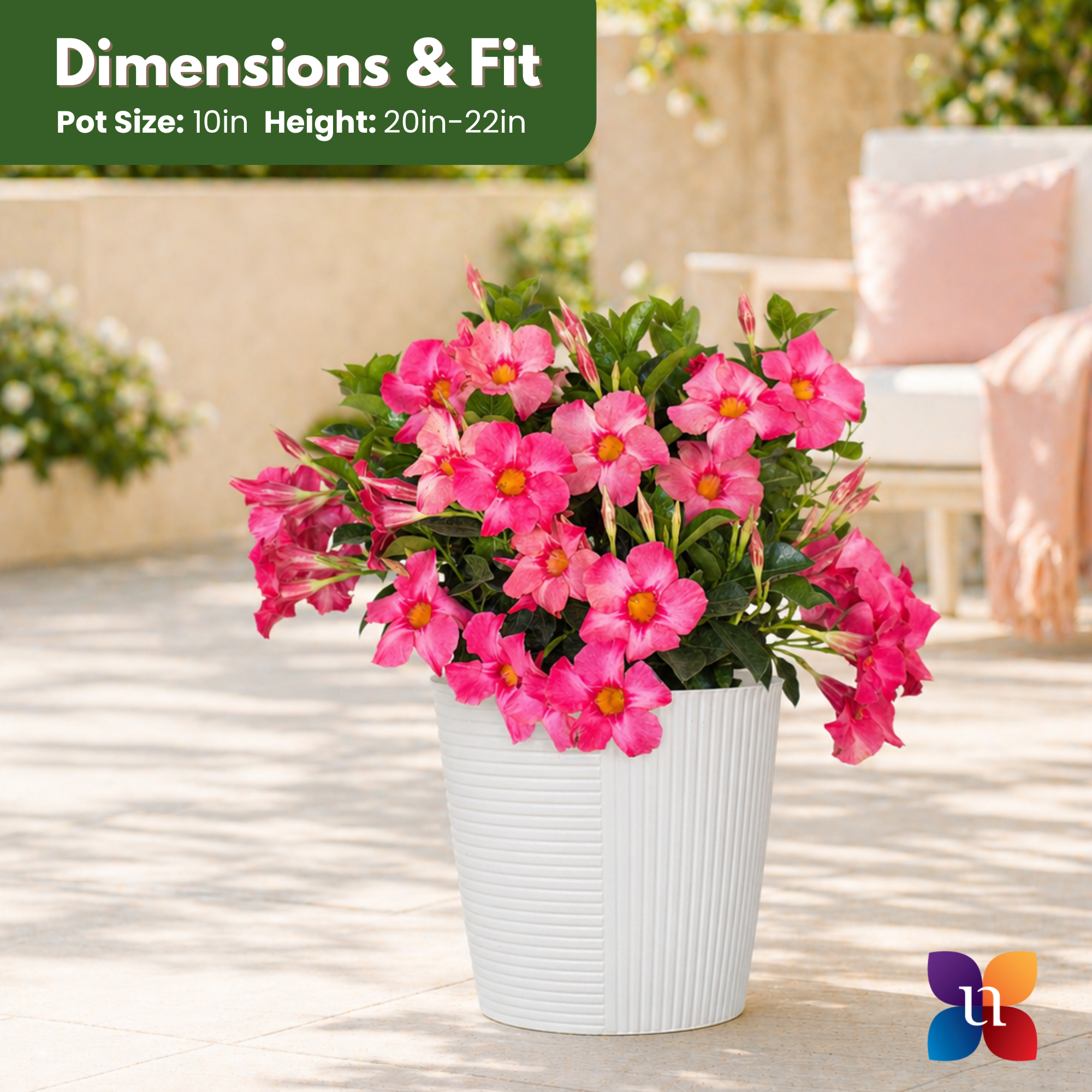 Coral Pink Mandevilla
