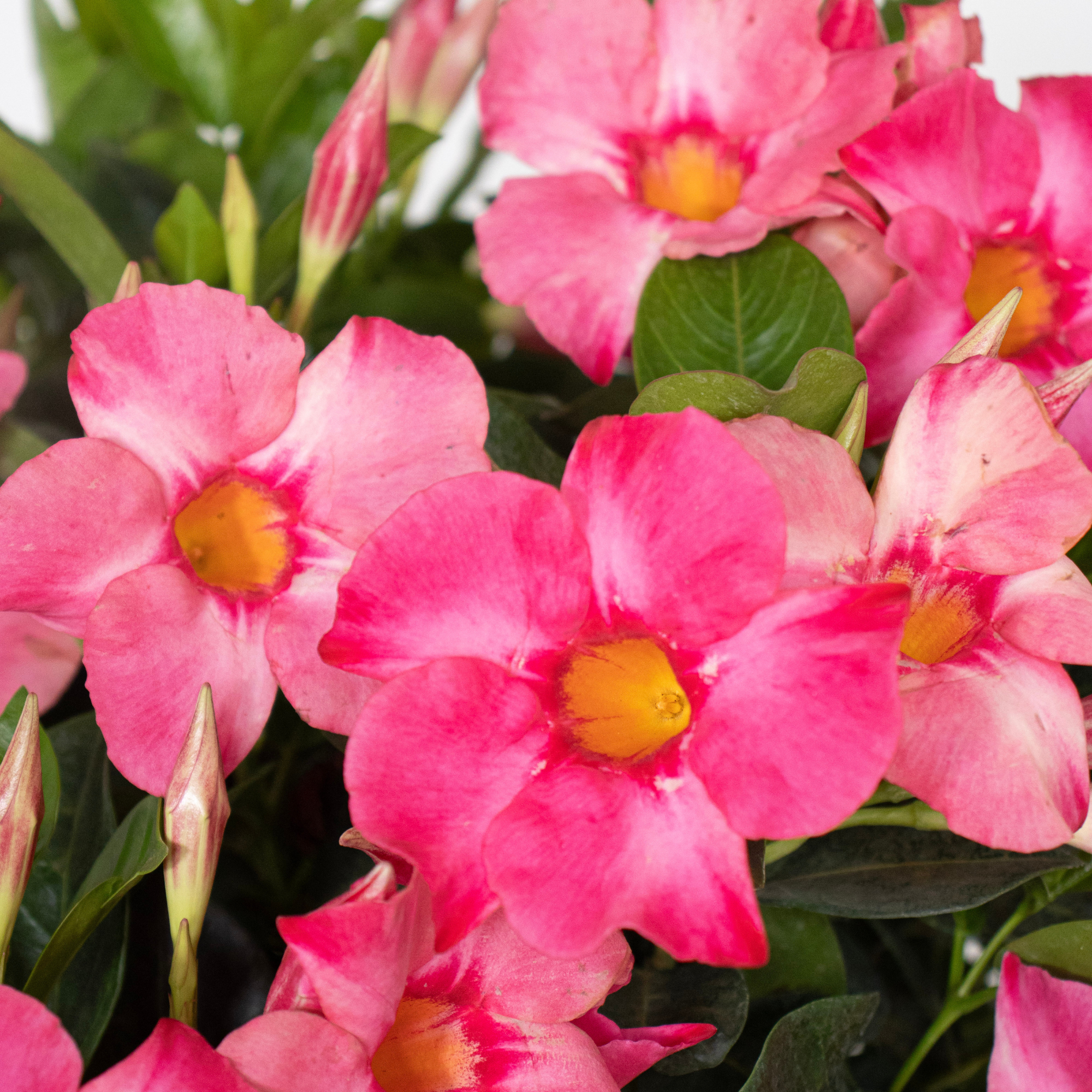 Coral Pink Mandevilla
